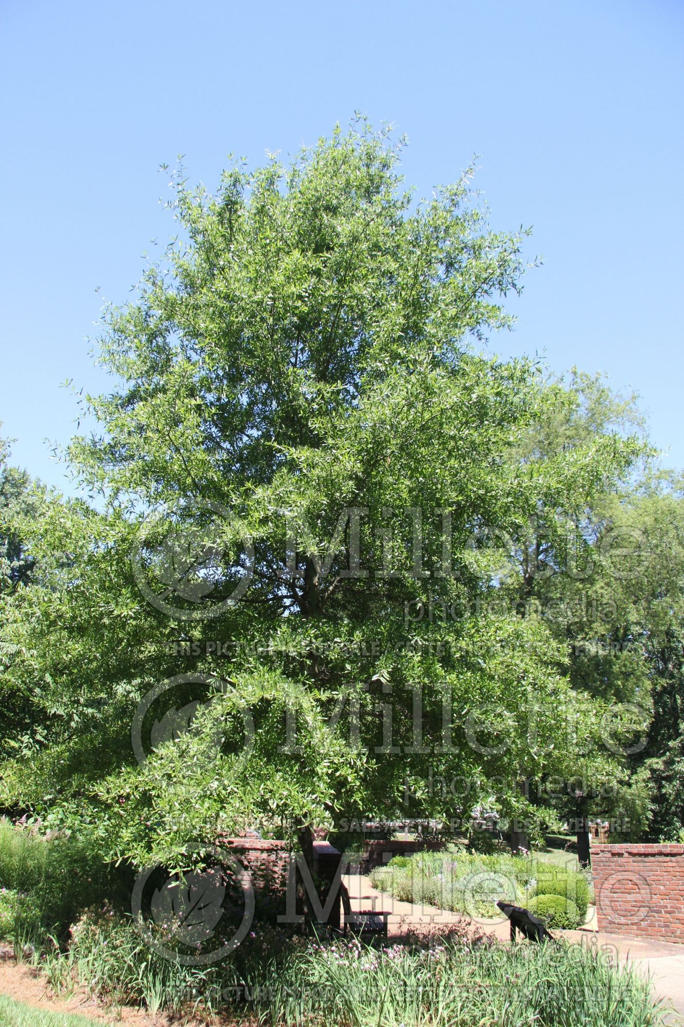 Quercus phellos (willow oak) 3