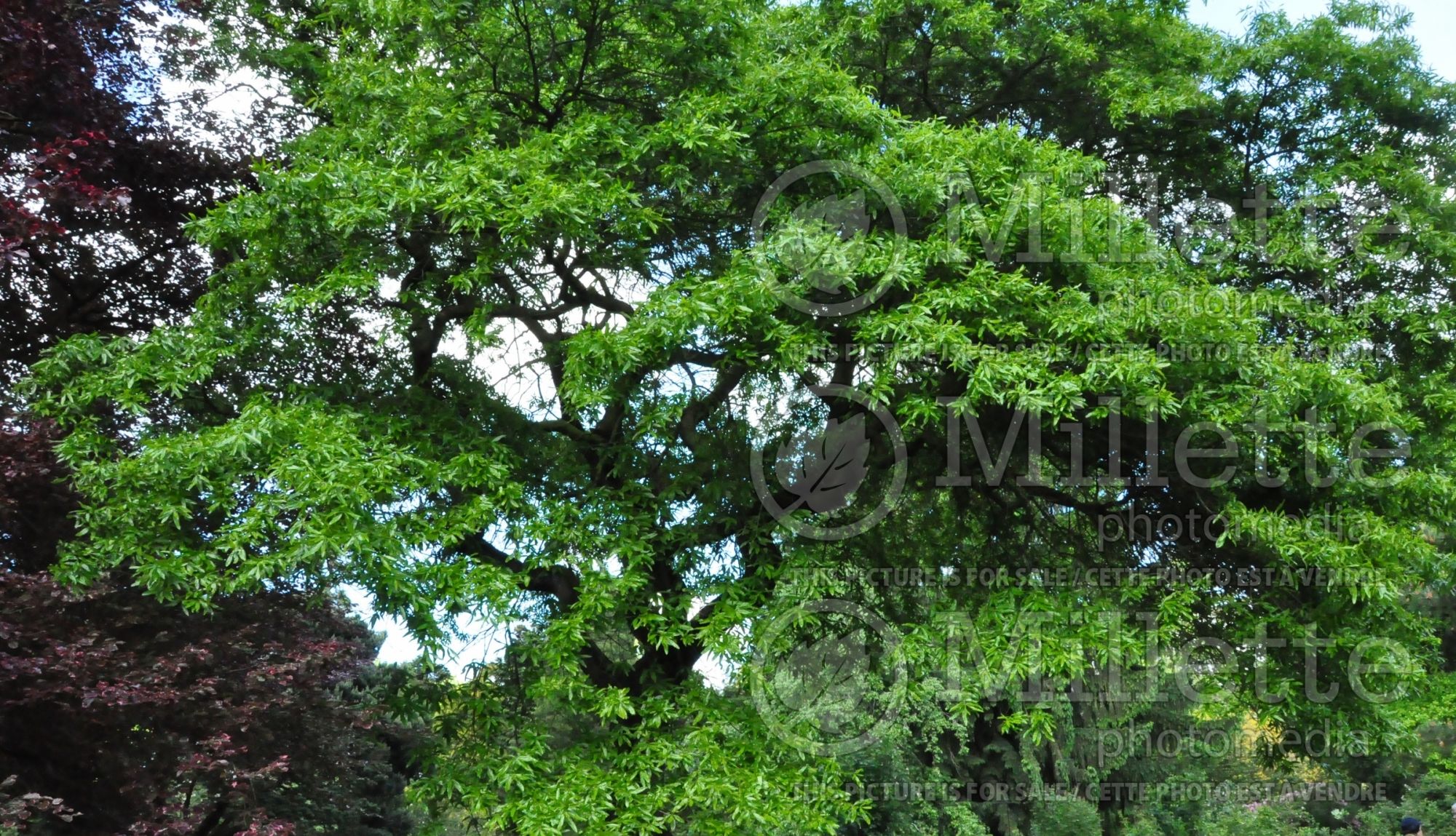 Quercus phellos (willow oak) 4
