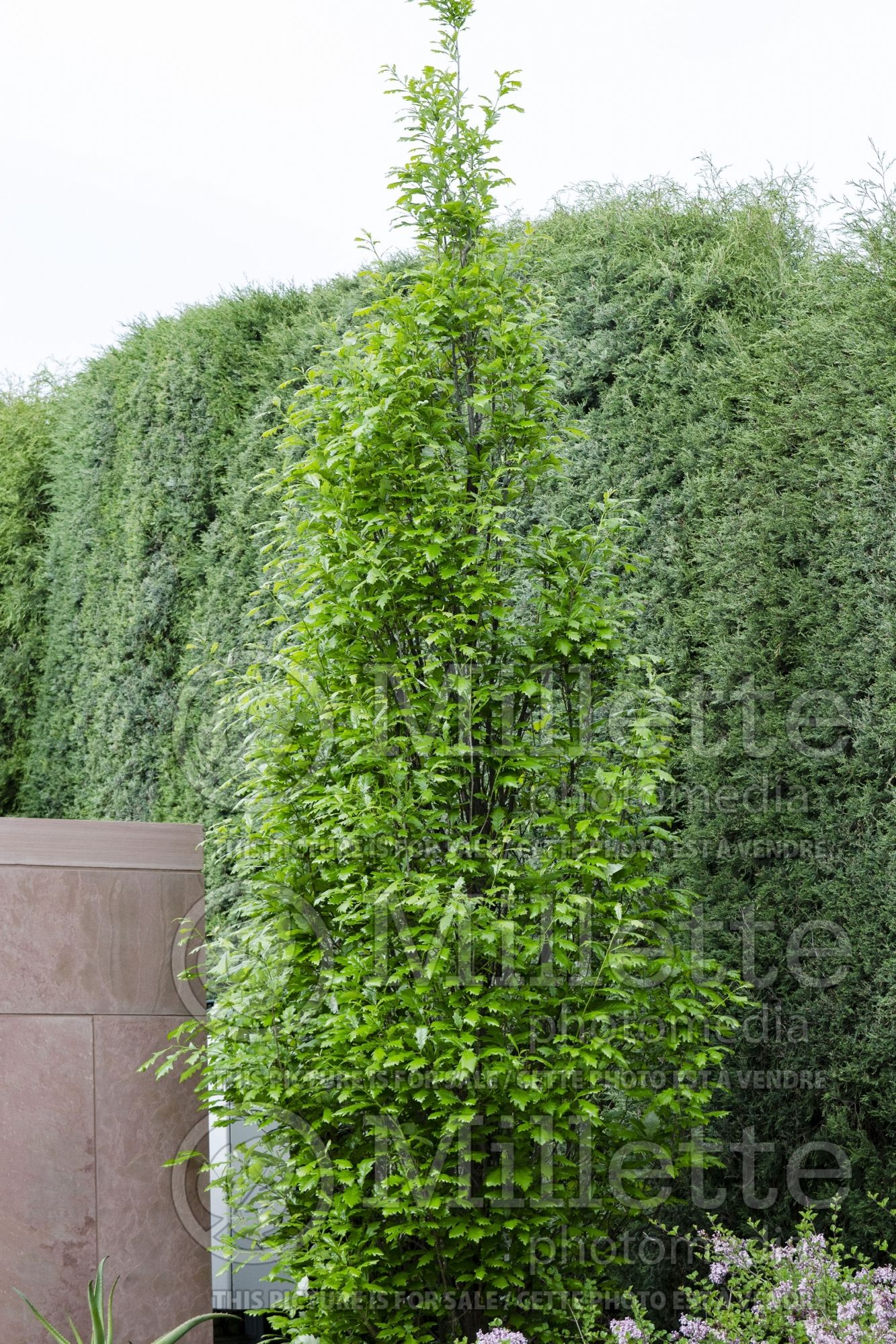 Quercus Regal Prince aka Long (Northern Red Oak) 3