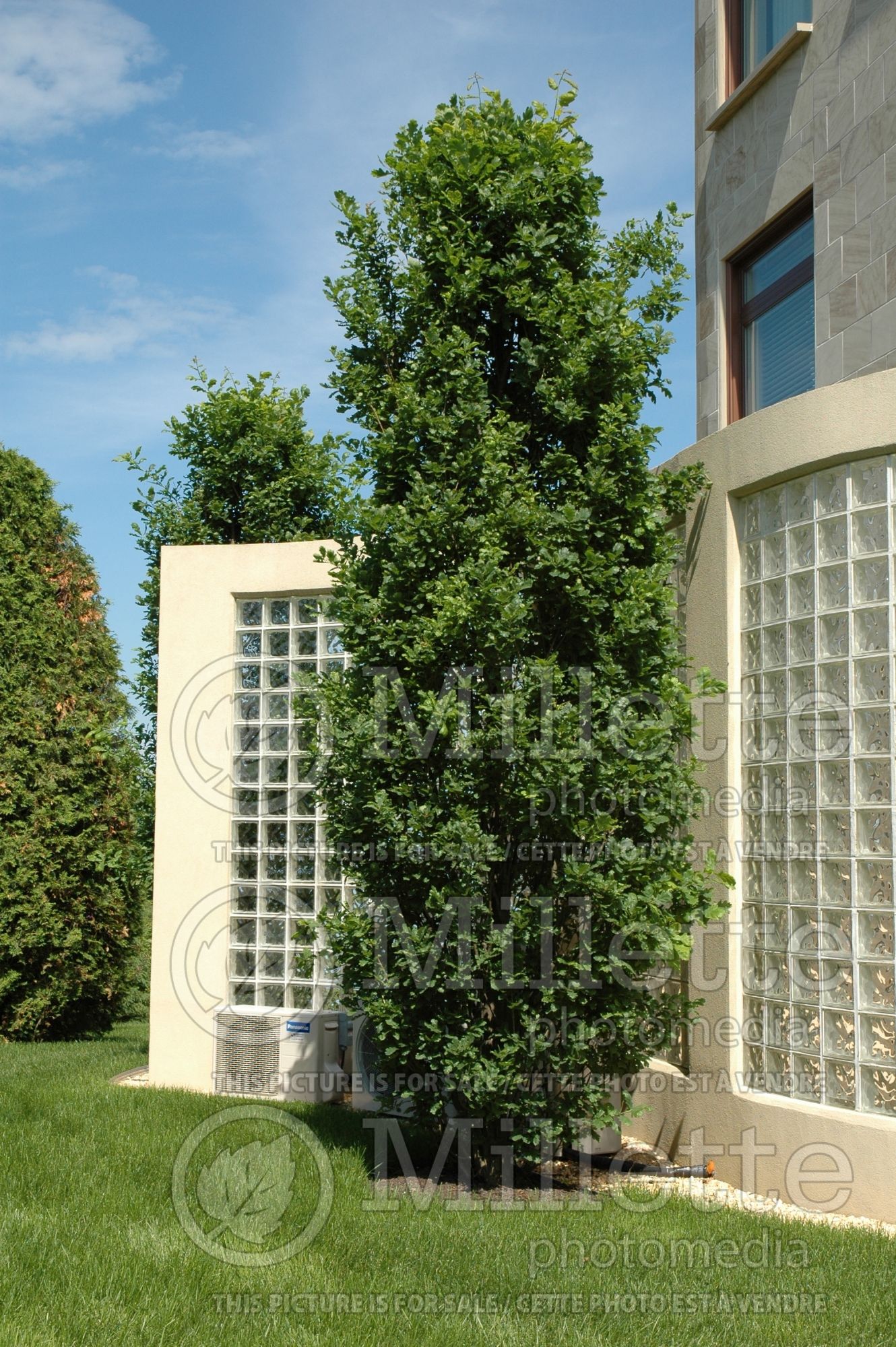 Quercus Fastigiata (English oak) 11