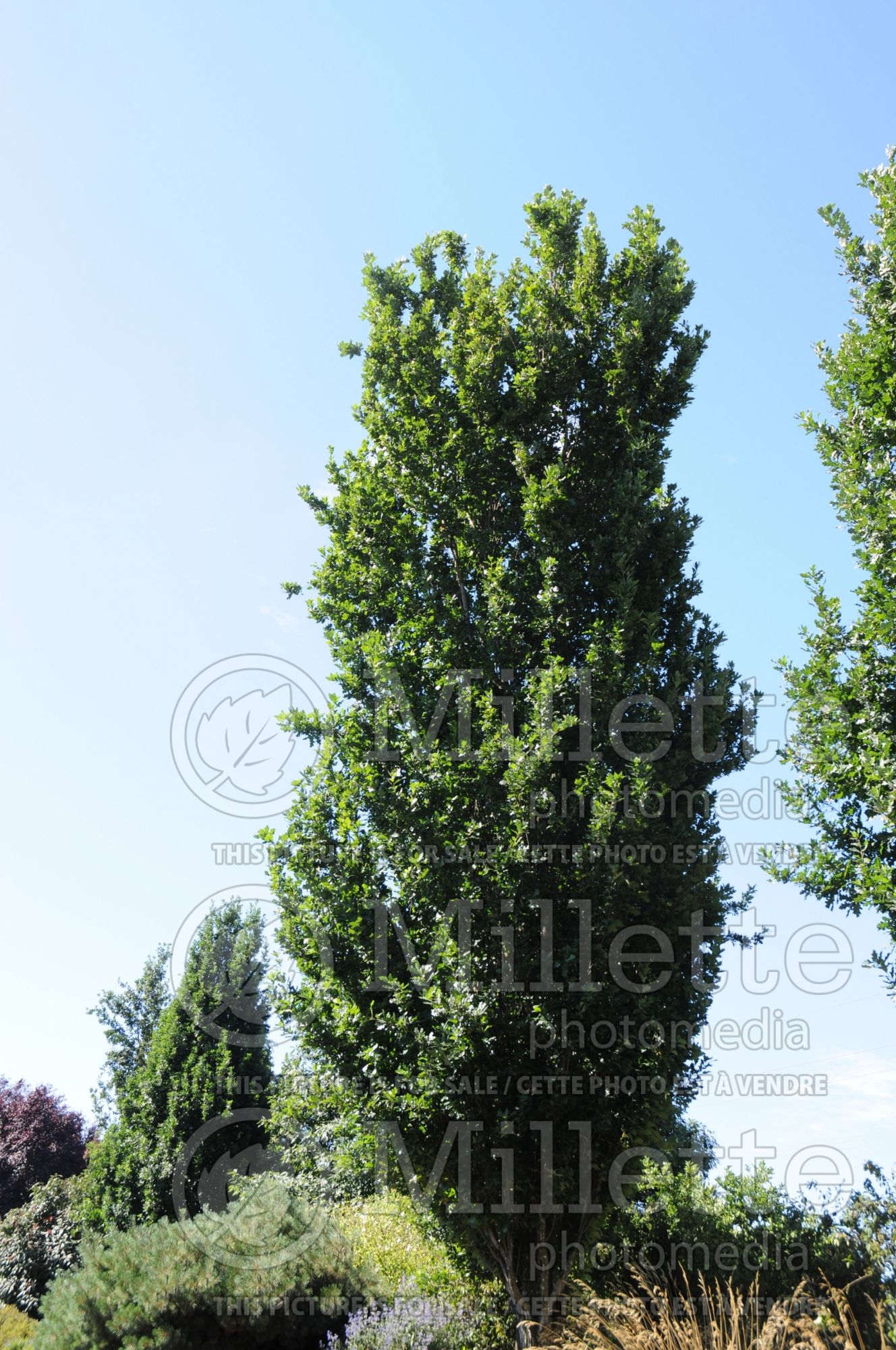 Quercus Fastigiata (English oak) 12