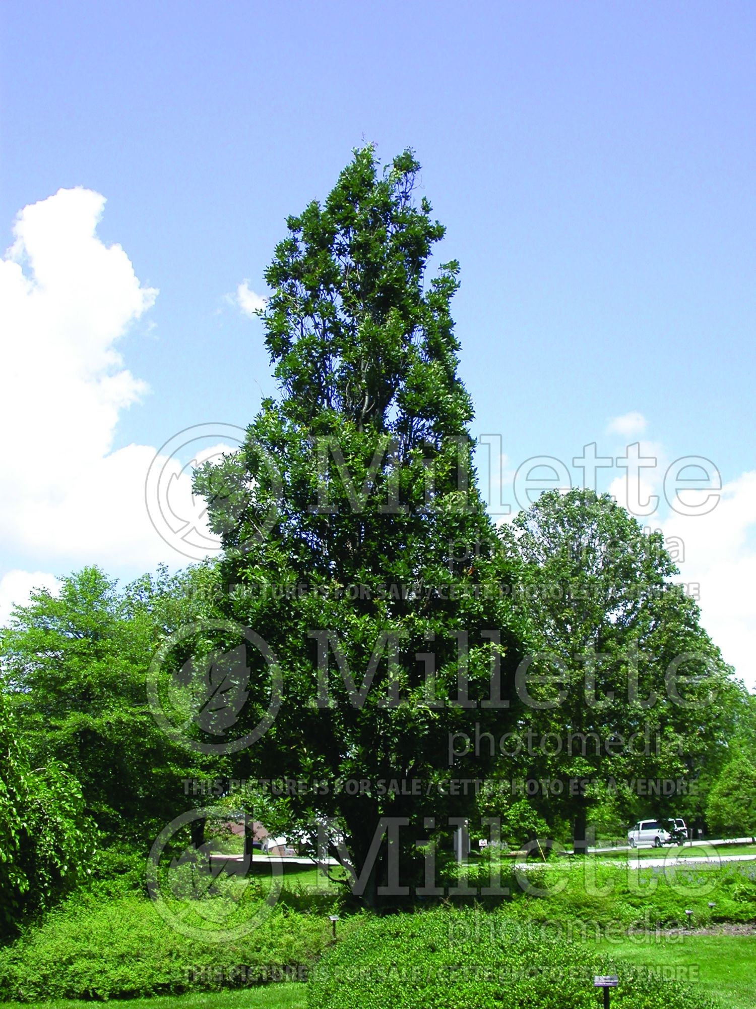Quercus Fastigiata (English oak) 8