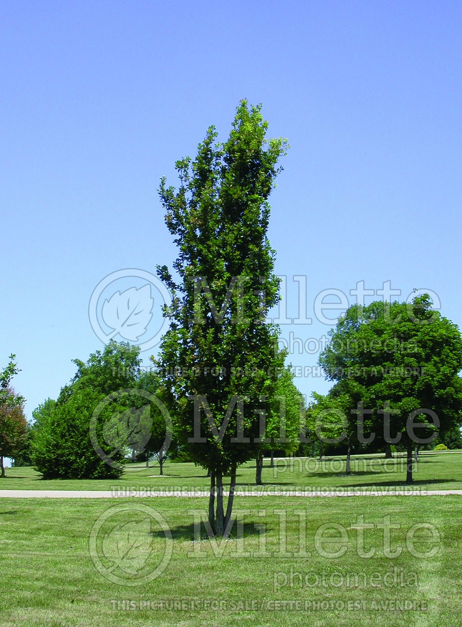 Quercus Fastigiata (English oak) 7