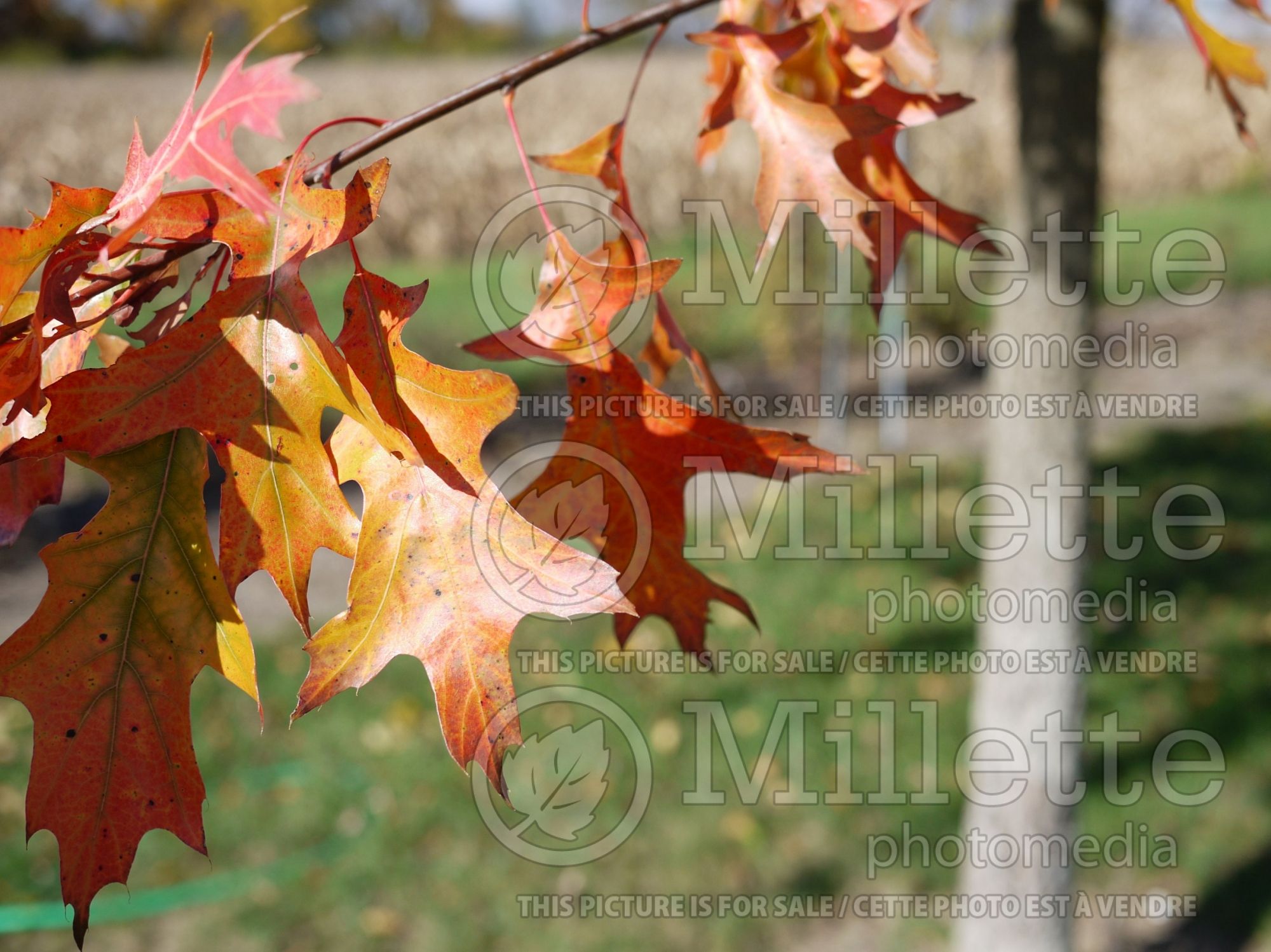 Quercus shumardii (shumard oak) 3