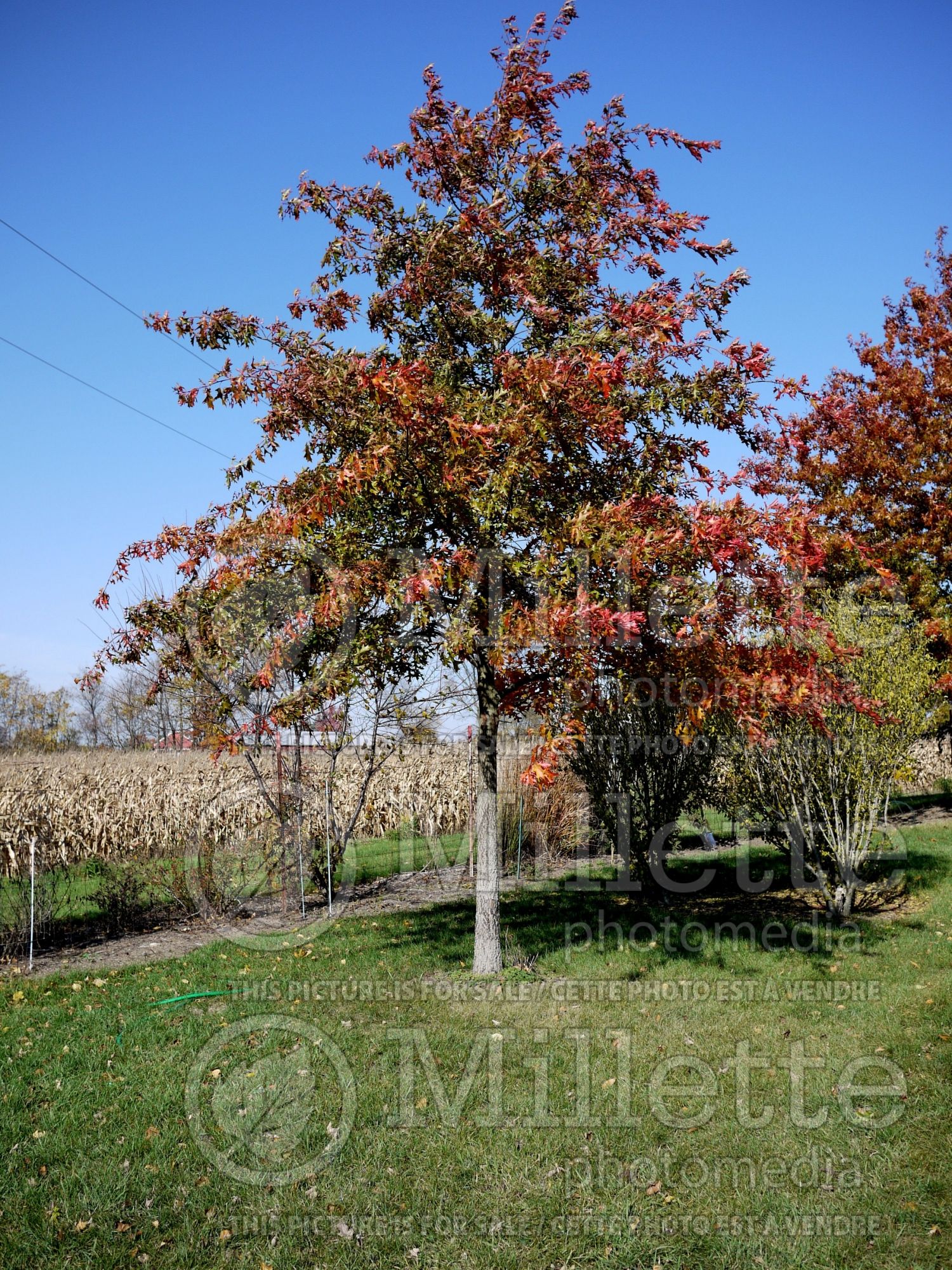 Quercus shumardii (shumard oak) 1