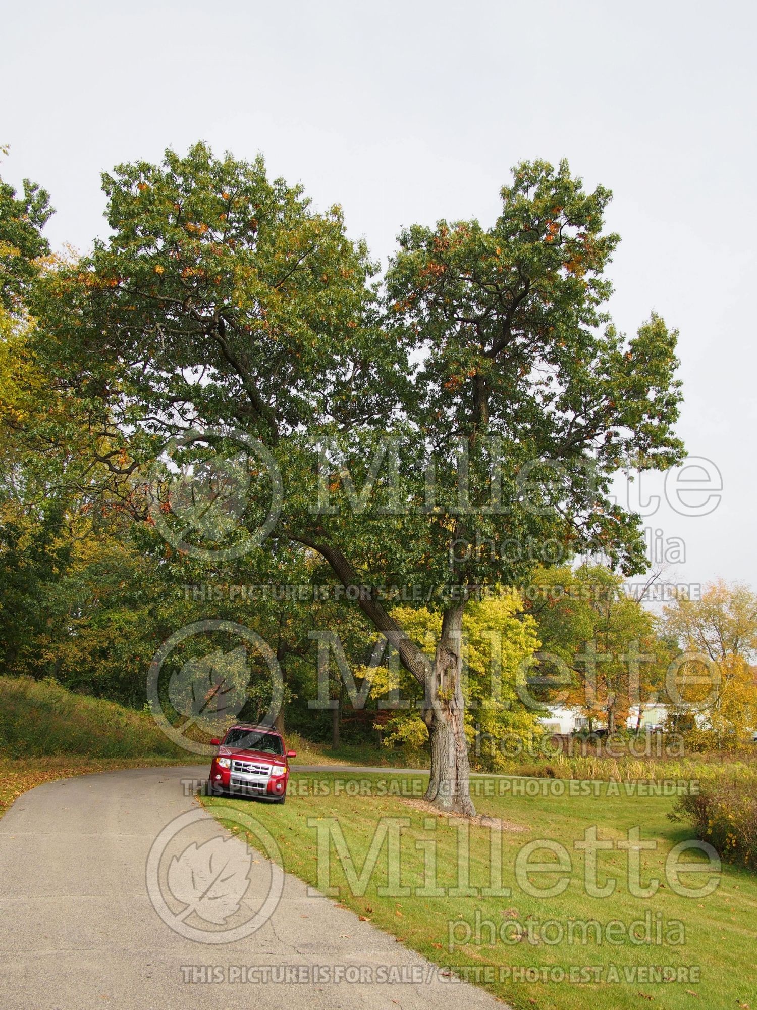 Quercus velutina (black oak) 3