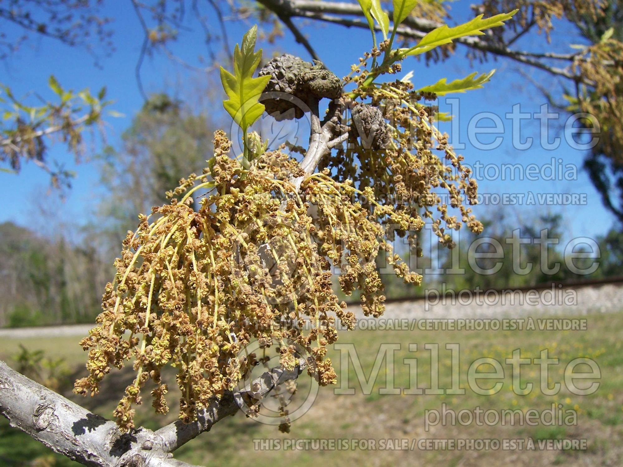 Quercus virginiana (Live oak) 4