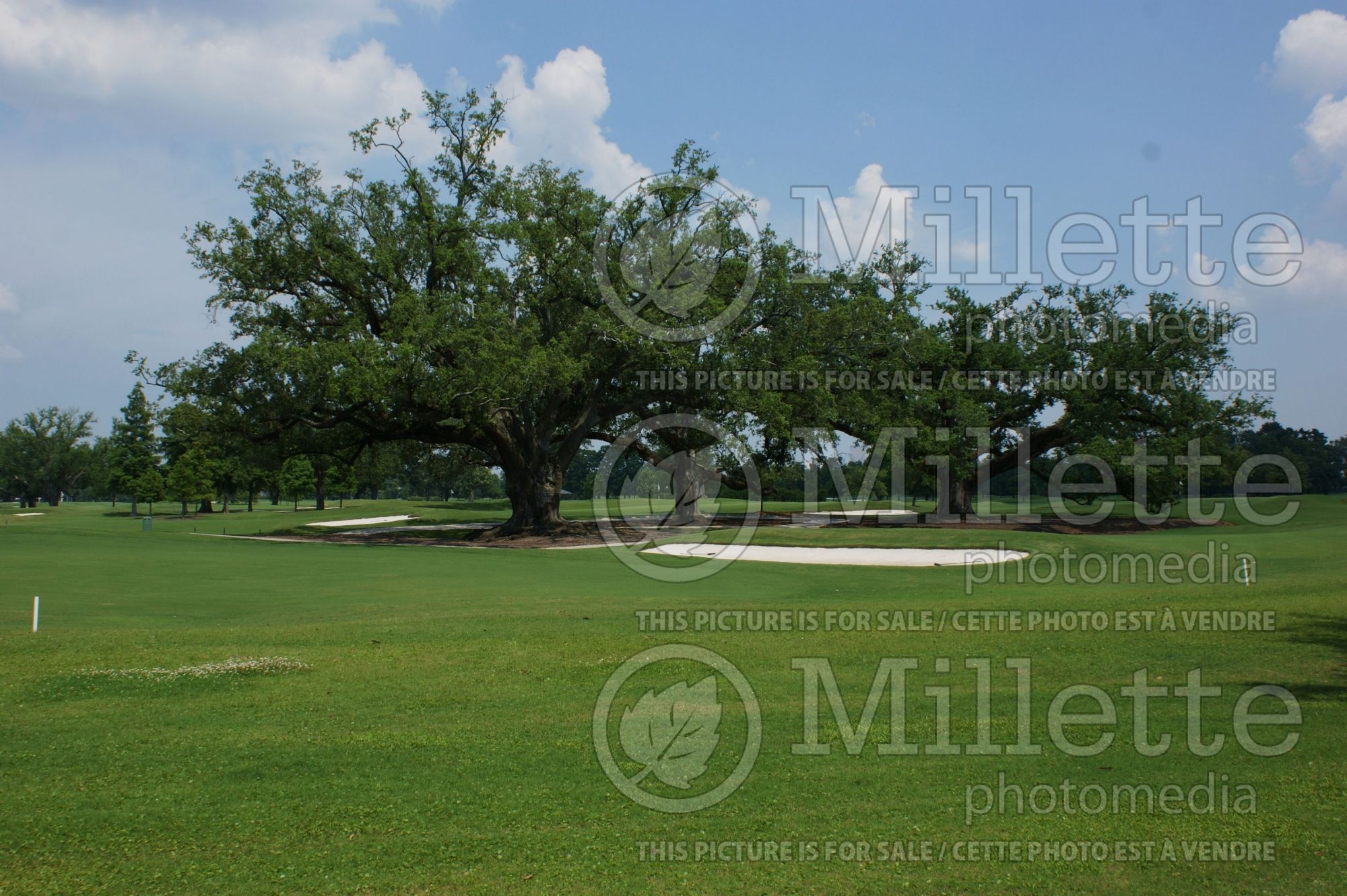 Quercus virginiana (Live oak) 5