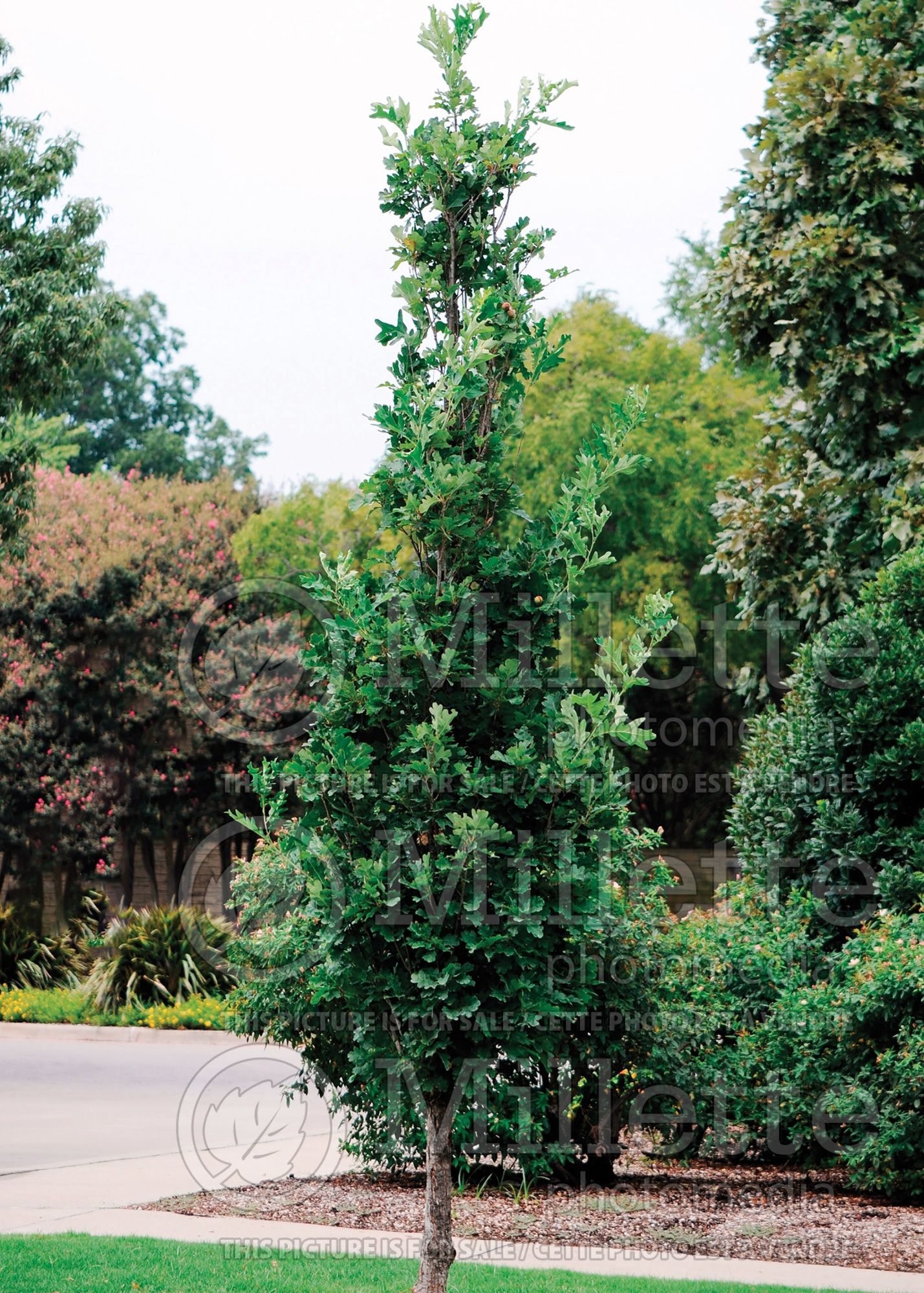 Quercus Kindred Spirit aka Nadler (English Oak) 1