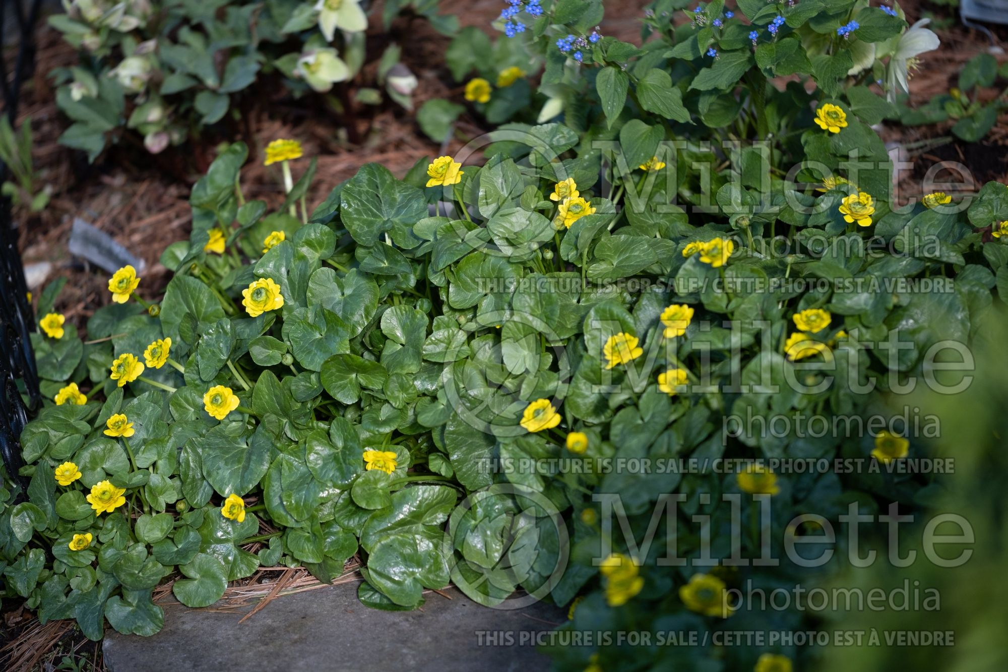 Ranunculus Flore-Plena (Lesser celandine) 1