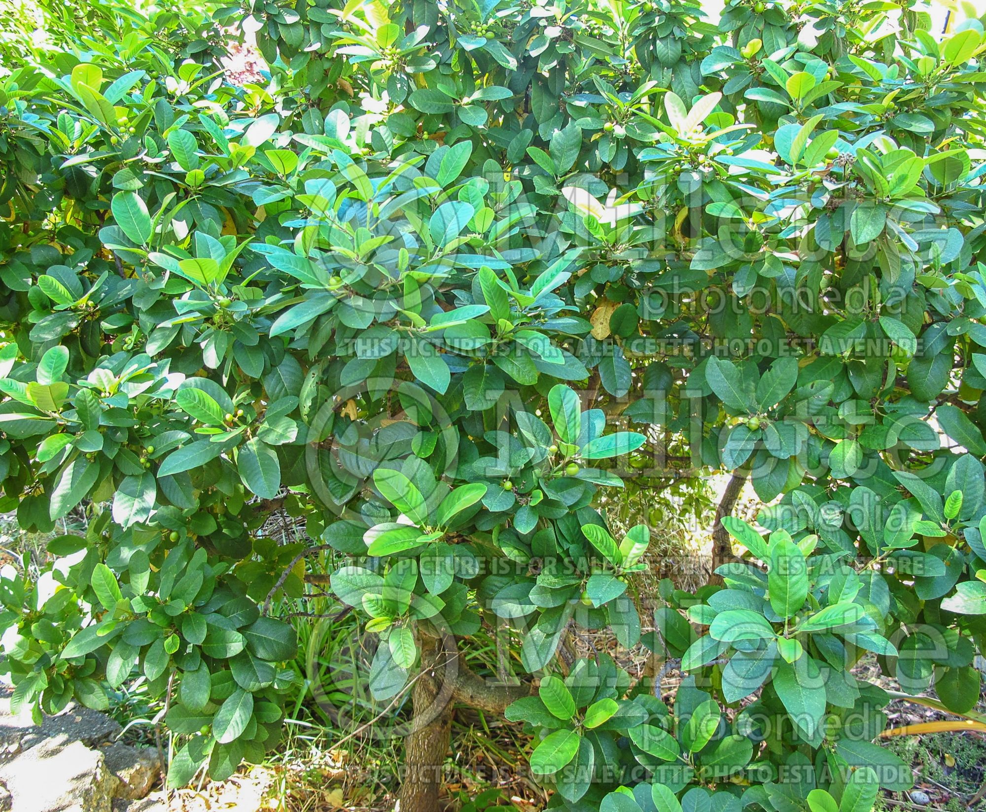 Rhamnus Eve Case (Coffeeberry) 3