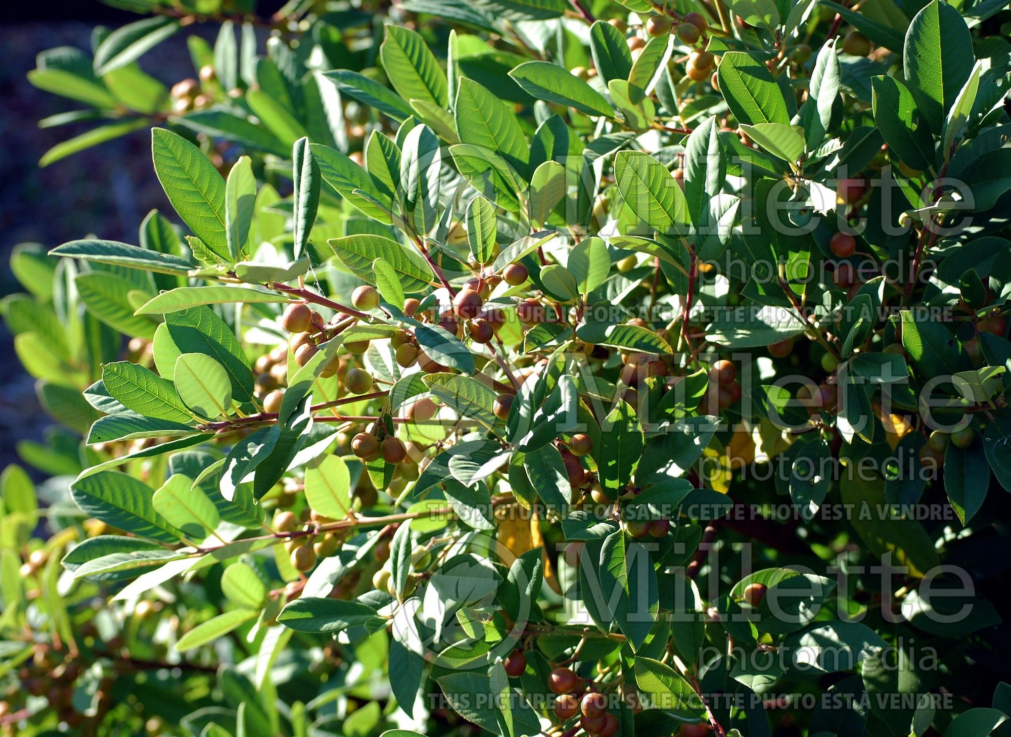 Rhamnus Eve Case (Coffeeberry) 1