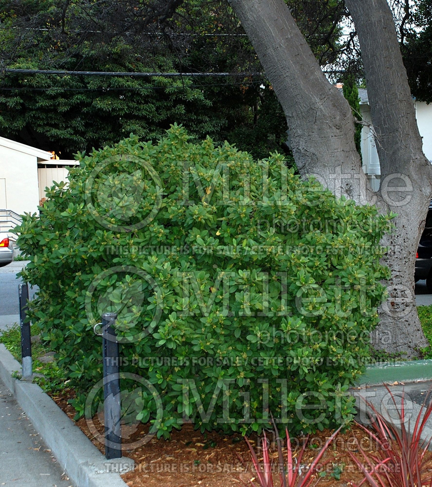 Rhamnus Eve Case (Coffeeberry) 2
