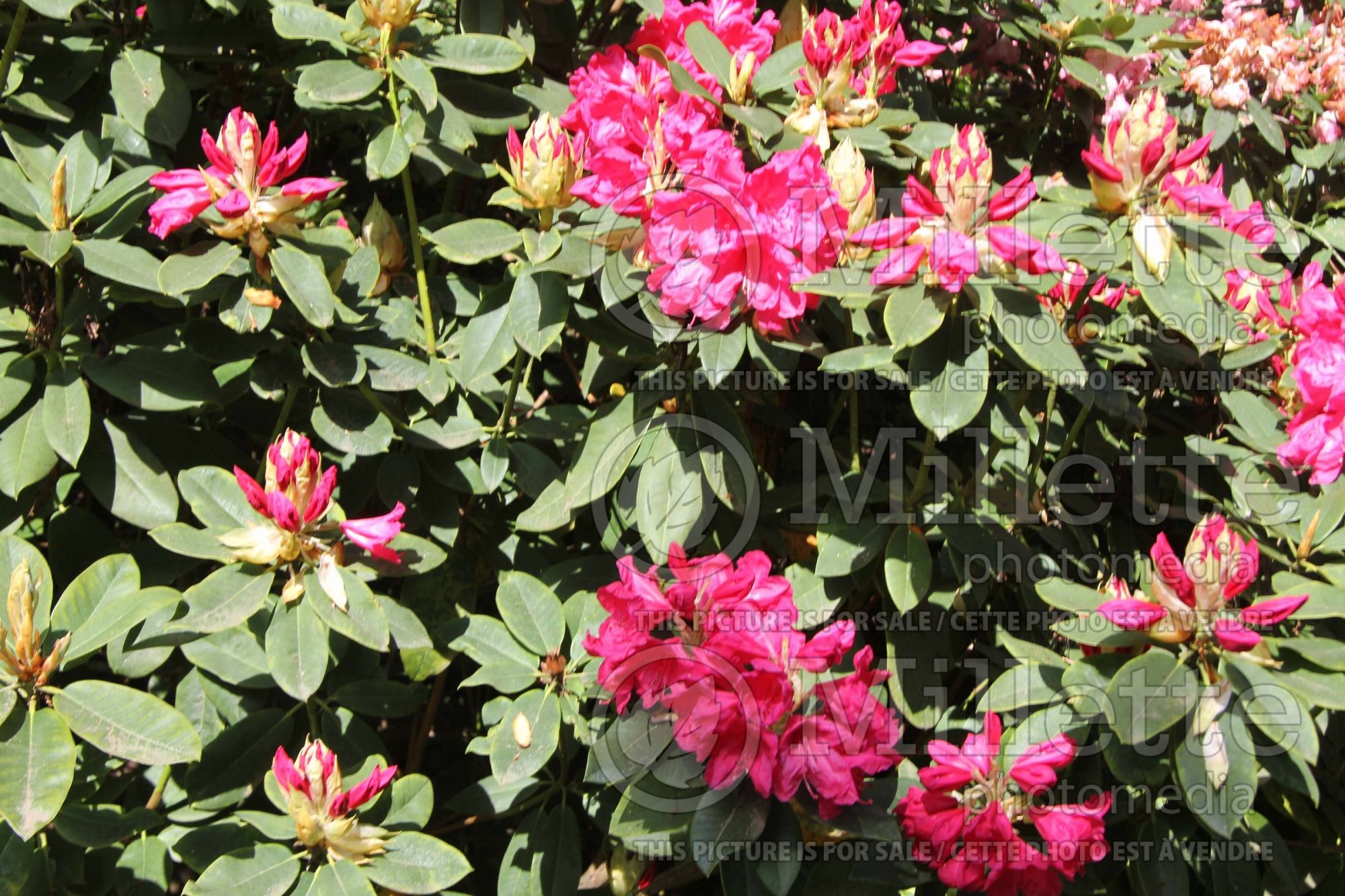 Rhododendron Anna Rose Whitney (Rhododendron Azalea) 2
