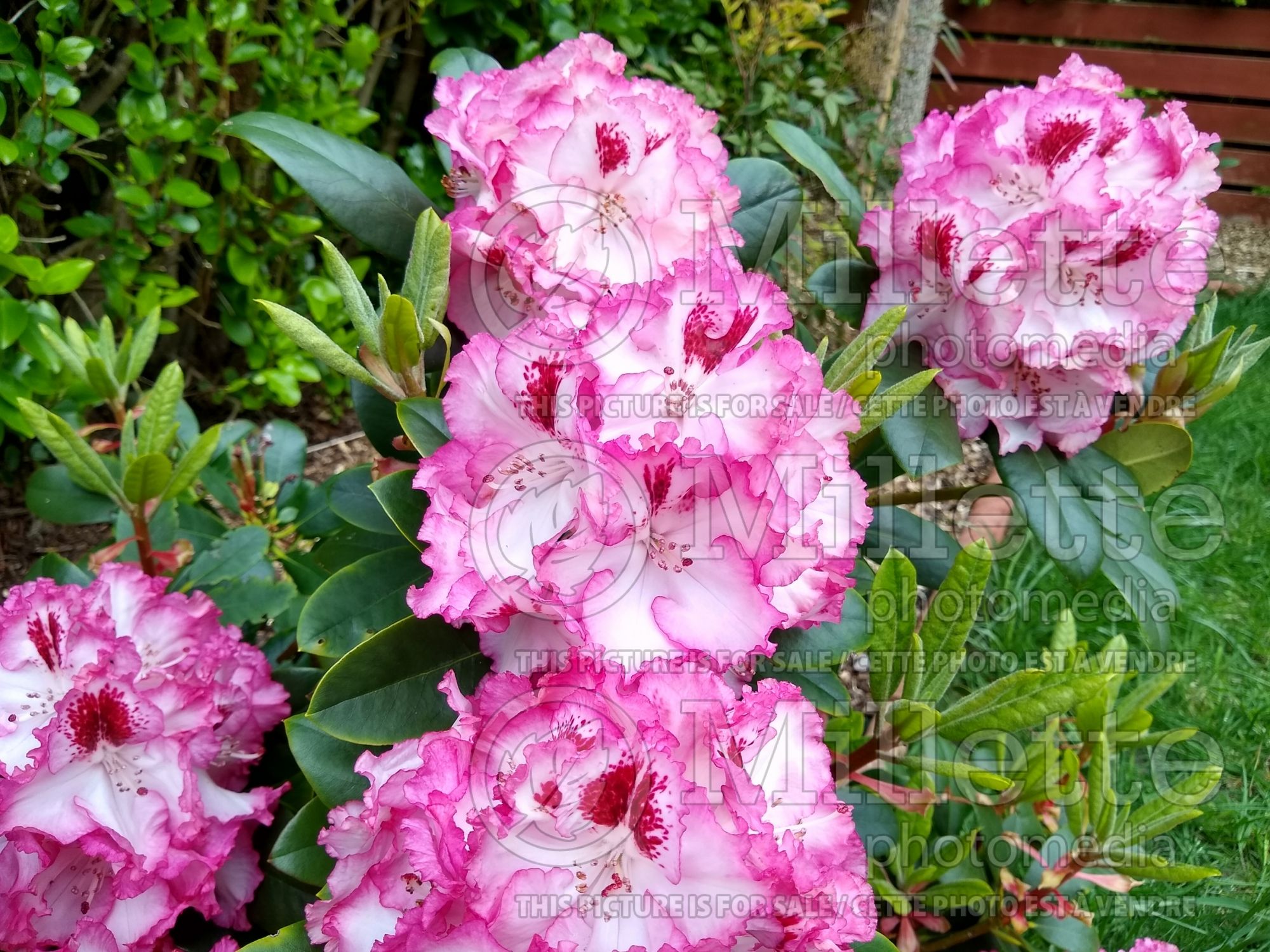 Rhododendron Cherry Cheesecake (Rhododendron azalea) 2