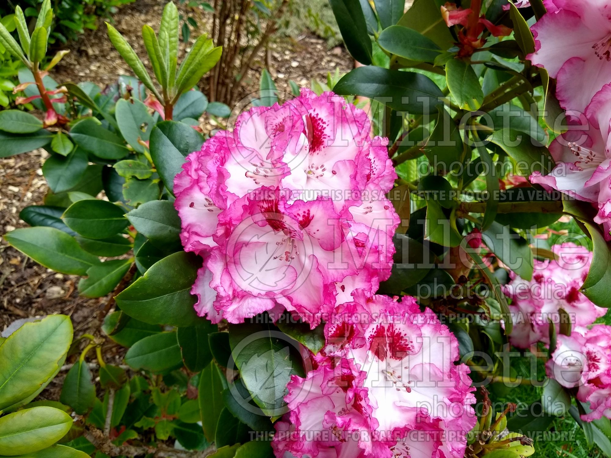 Rhododendron Cherry Cheesecake (Rhododendron azalea) 4