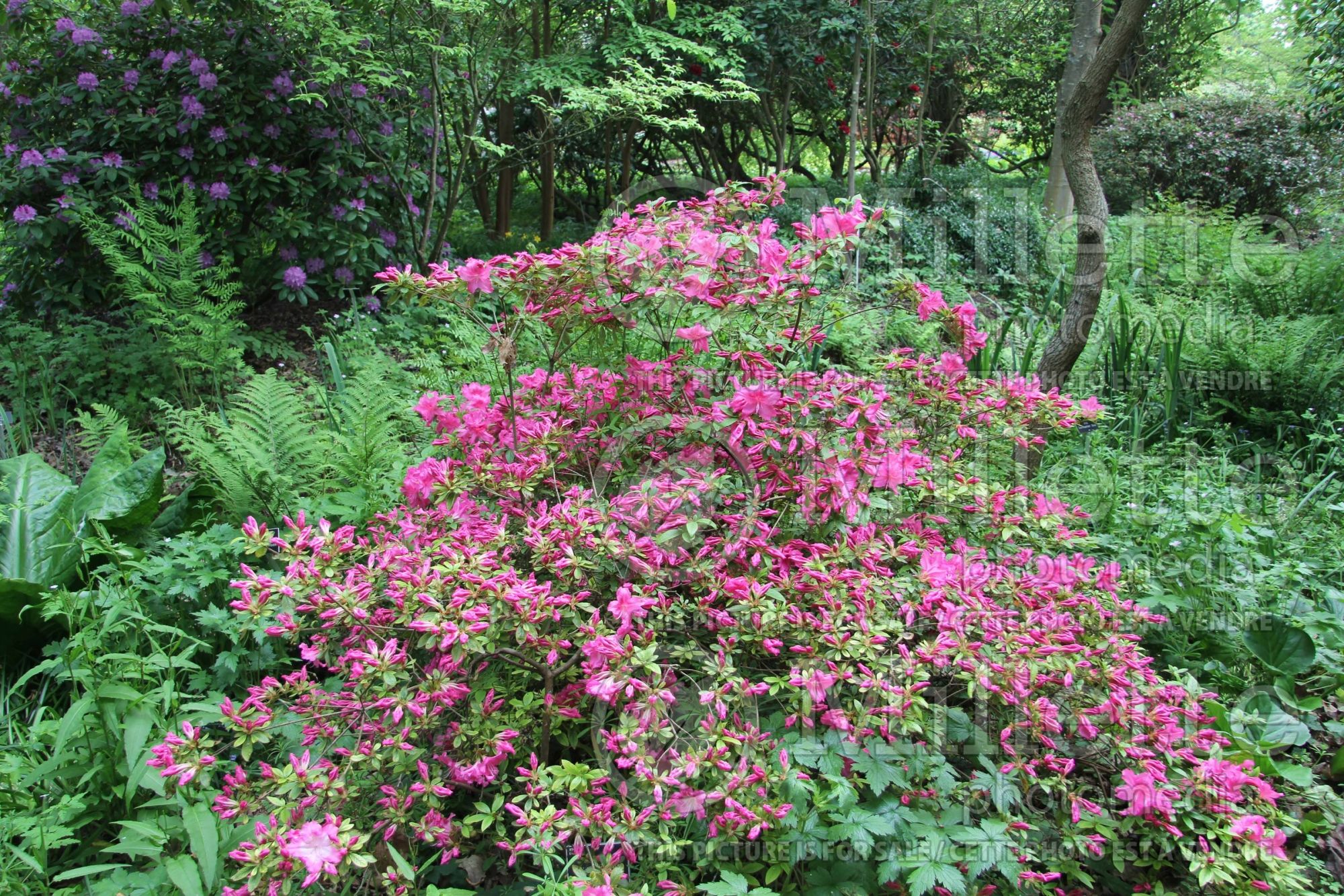 Rhododendron Louise Dowdle Glen Dale (Rhododendron Azalea) 1