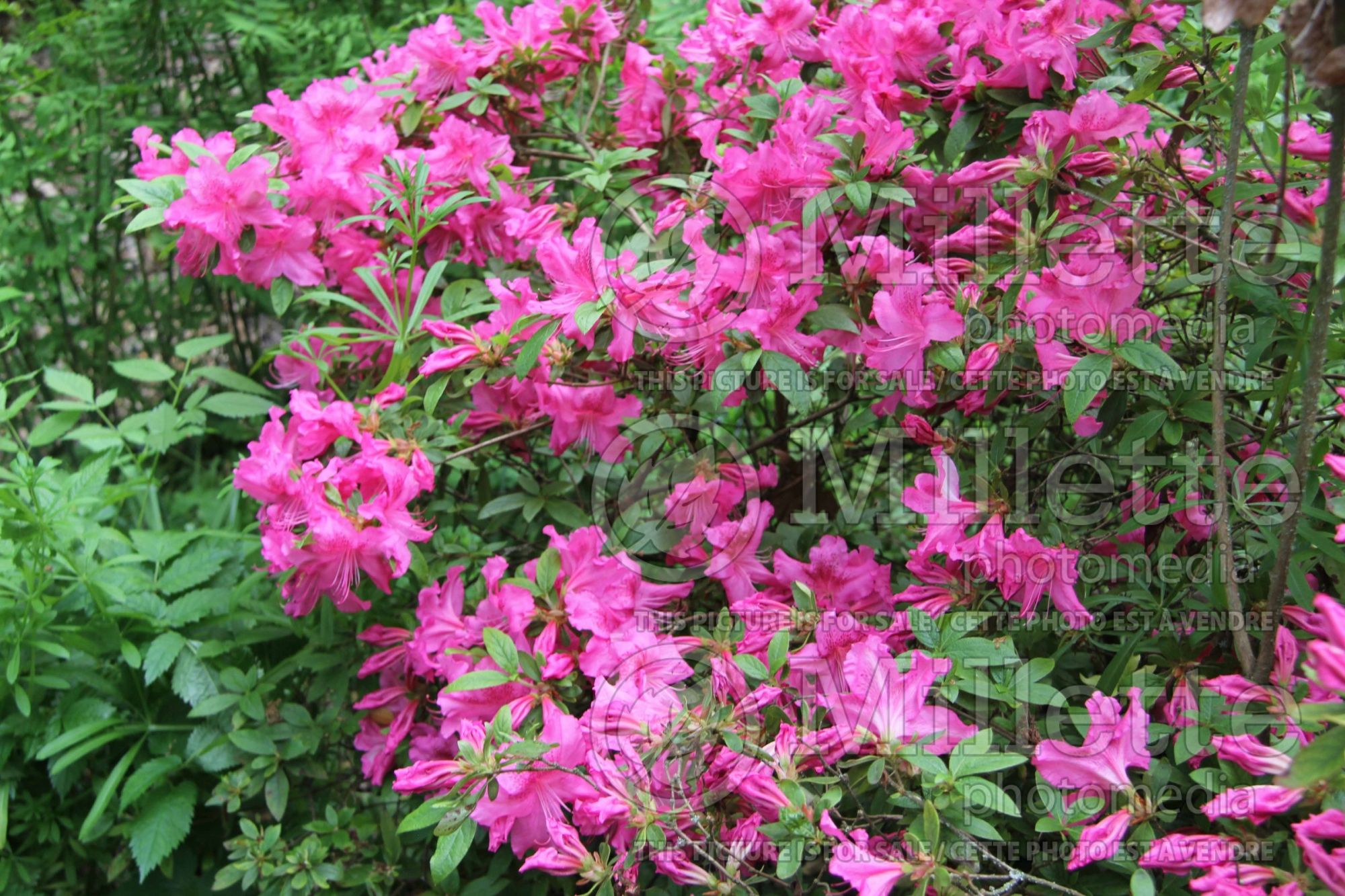 Rhododendron Louise Dowdle Glen Dale (Rhododendron Azalea) 2