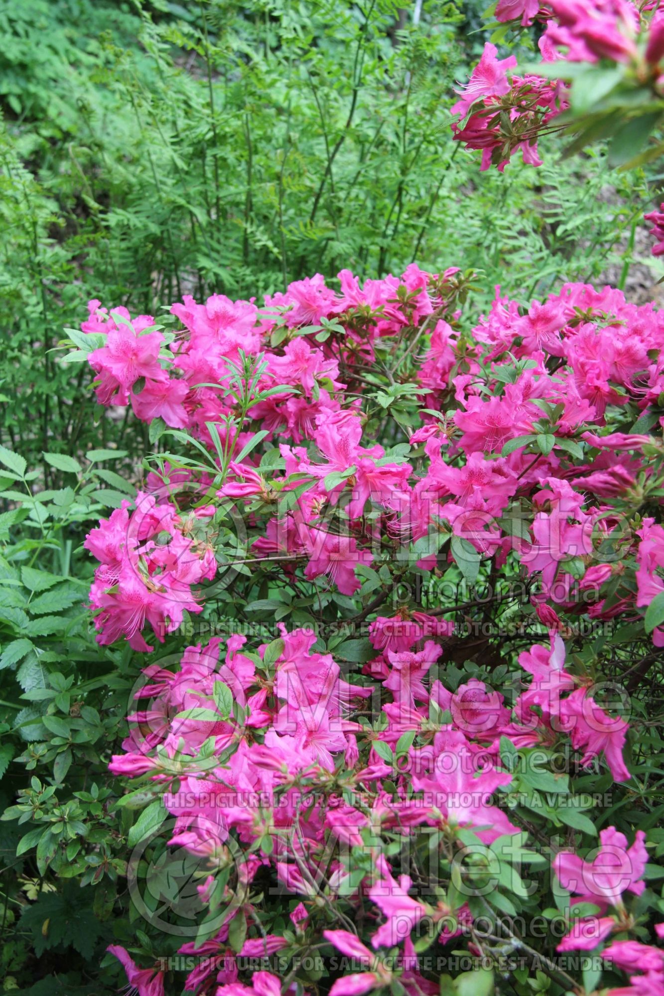 Rhododendron Louise Dowdle Glen Dale (Rhododendron Azalea) 3