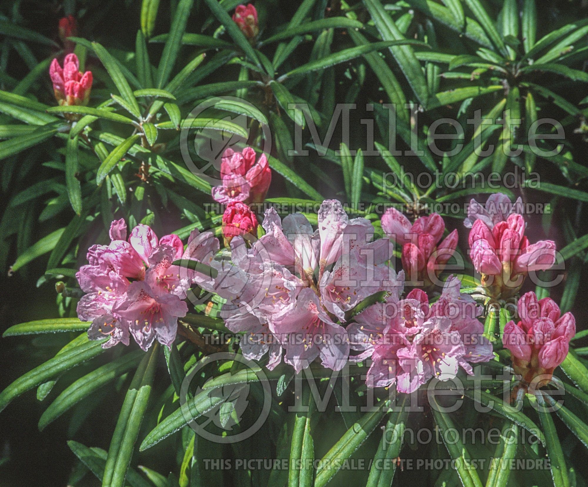 Rhododendron makinoi (Rhododendron azalea) 2