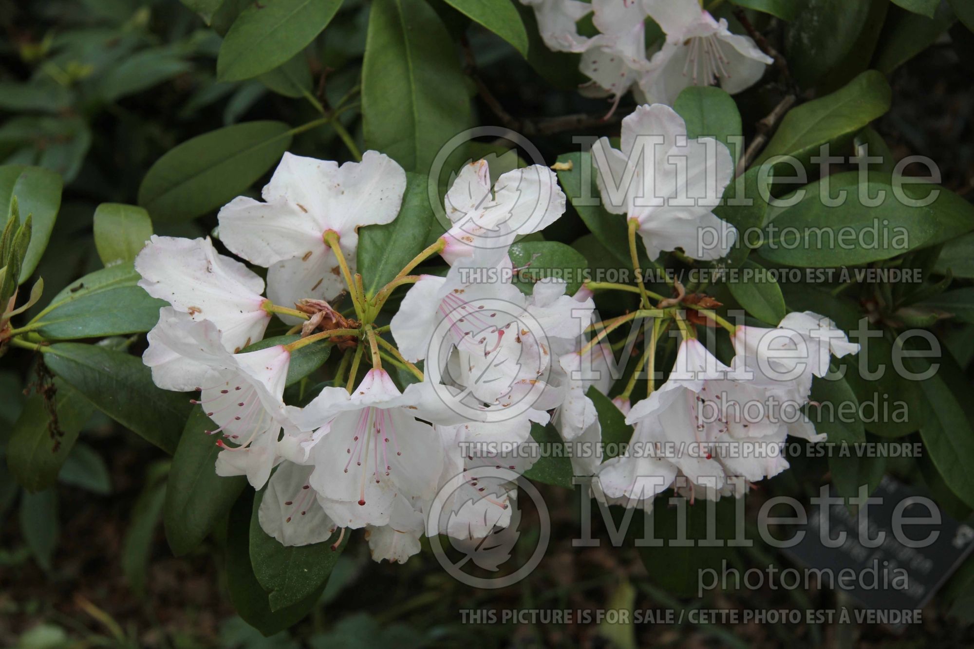 Rhododendron Mrs Charles E. Pearson (Rhododendron Azalea) 1