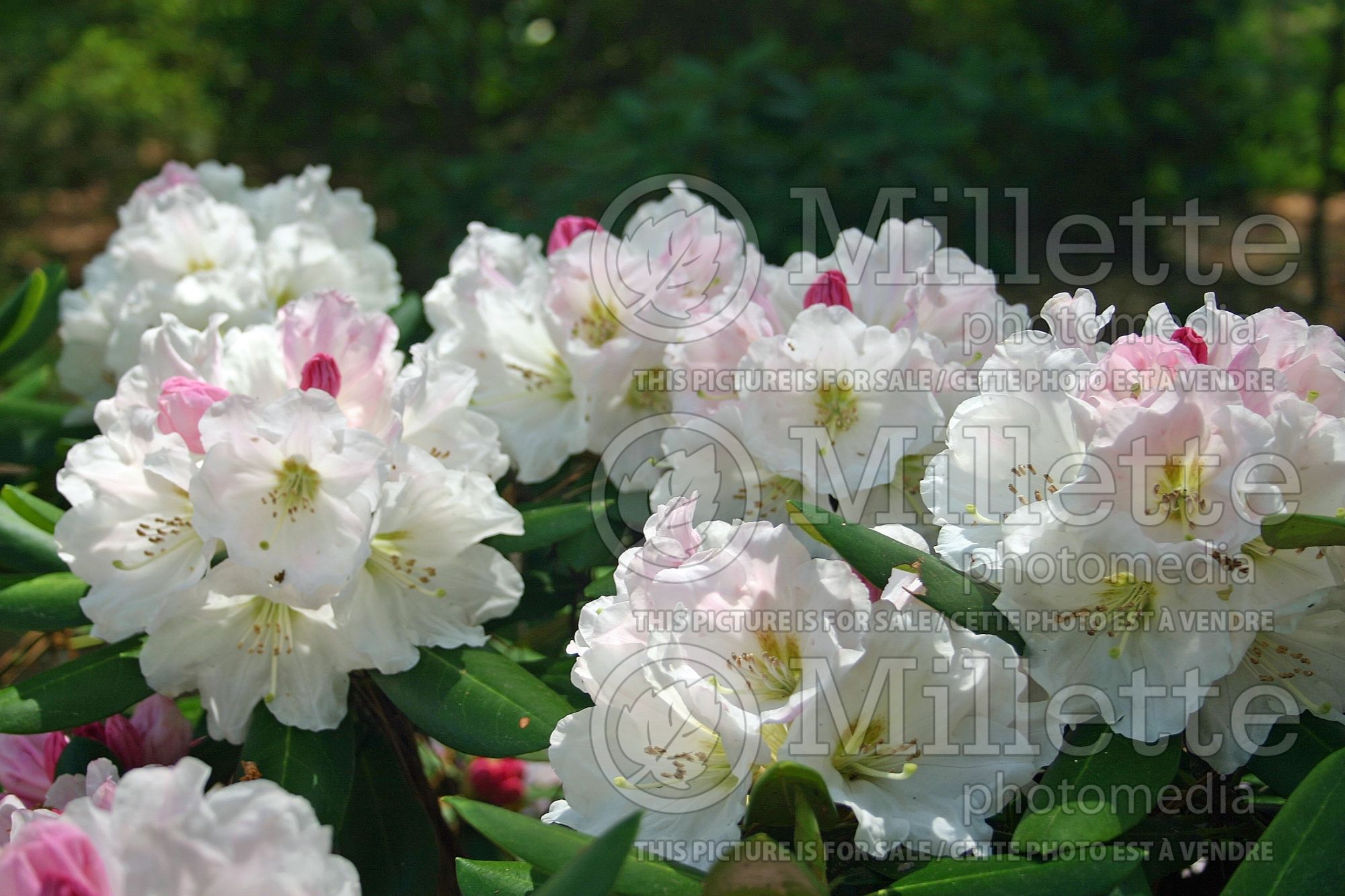 Rhododendron Nestucca (Rhododendron azalea) 1