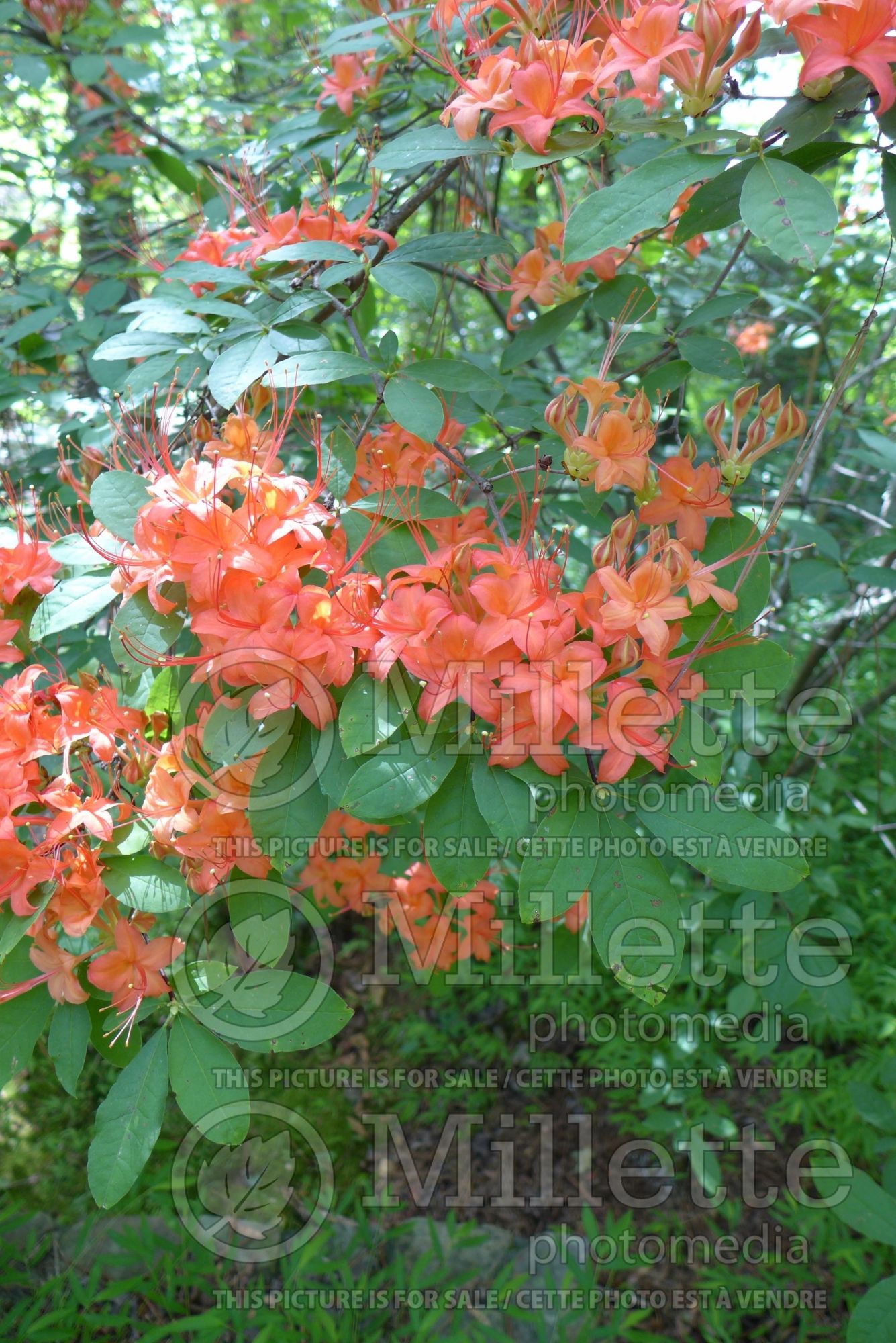 Rhododendron prunifolium (Rhododendron Plum Leaf Azalea) 5