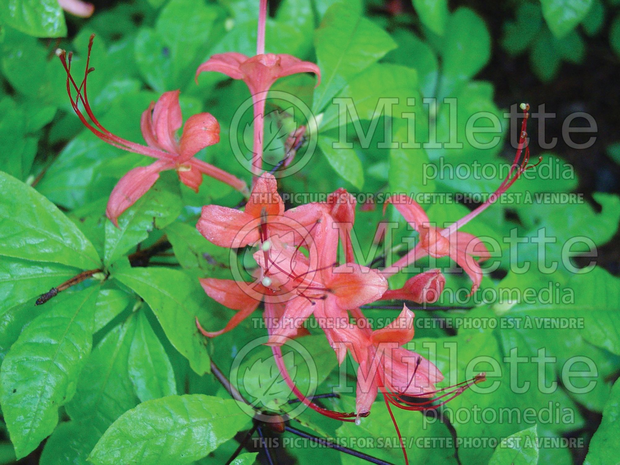 Rhododendron prunifolium (Rhododendron Plum Leaf Azalea) 2
