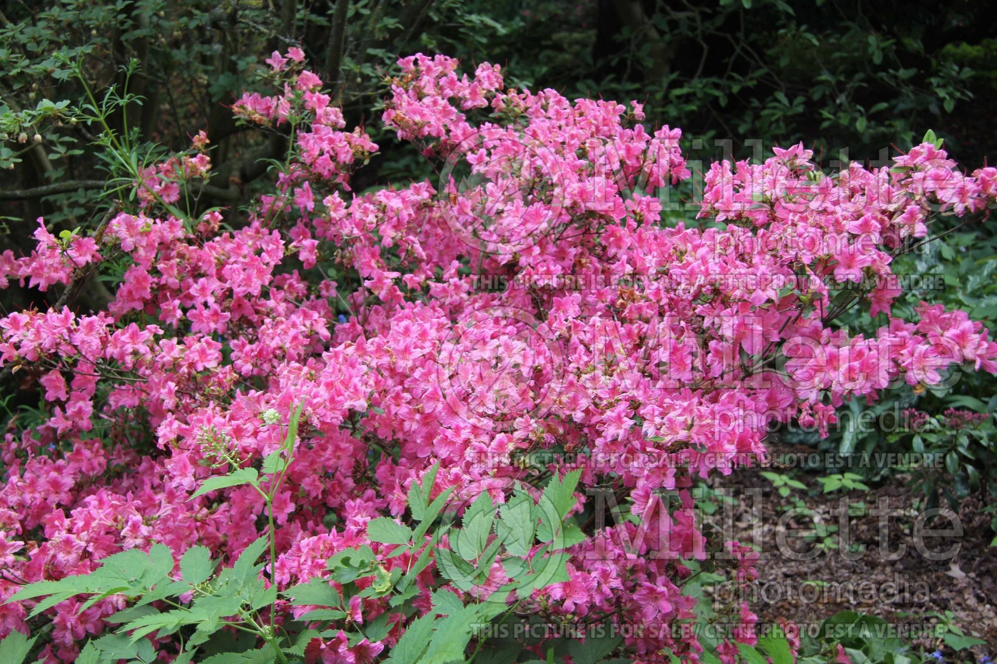 Rhododendron Sir William Lawrence (Rhododendron azalea) 1