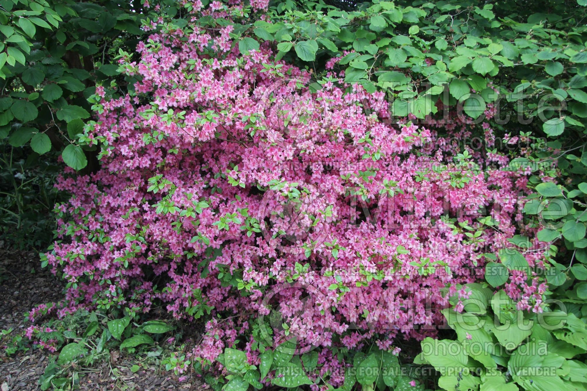 Rhododendron Sir William Lawrence (Rhododendron azalea) 2