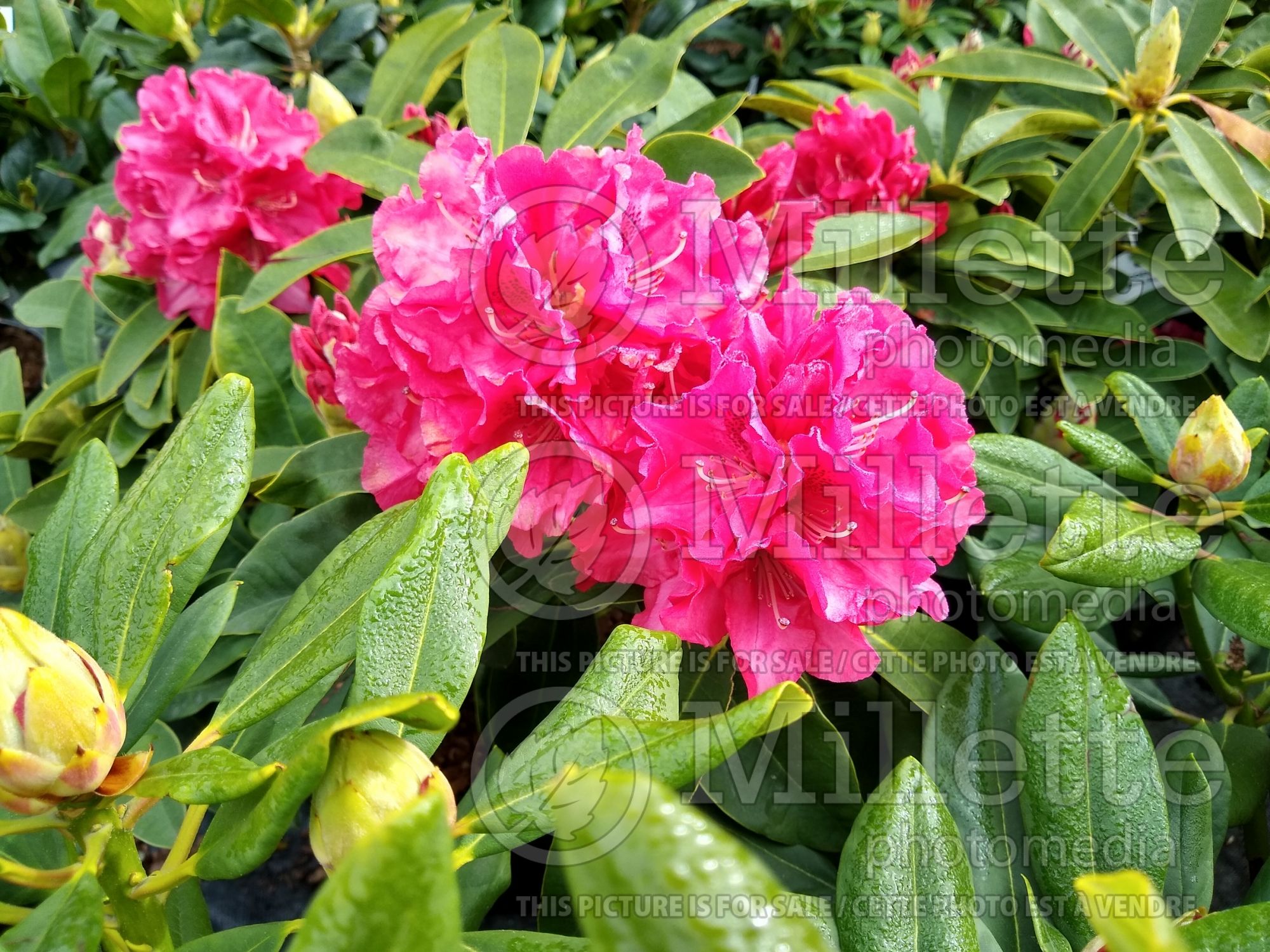 Rhododendron Wilgen's Ruby (Rhododendron azalea) 1