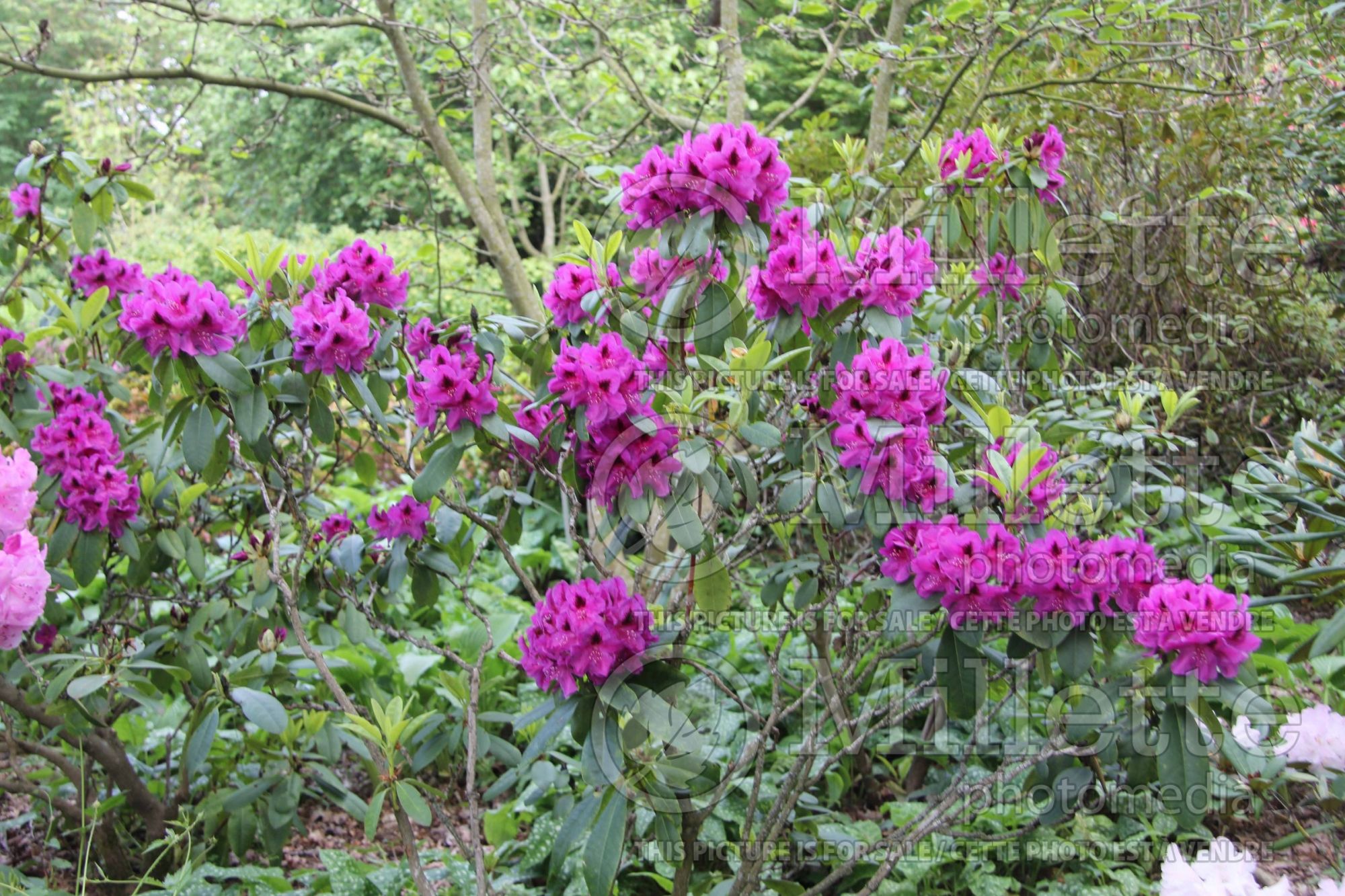 Rhododendron Wojnar's Purple (Rhododendron azalea) 4