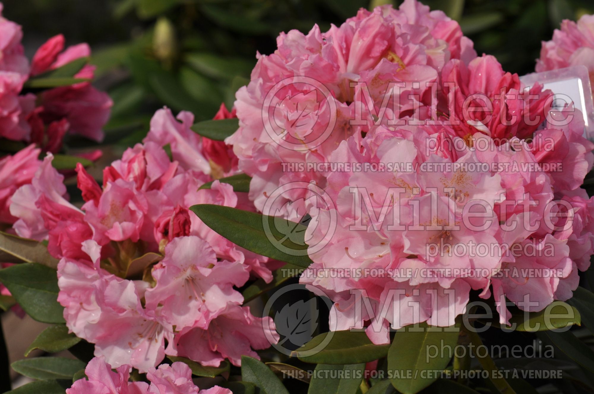 Rhododendron Yaku Prince (Rhododendron) 1
