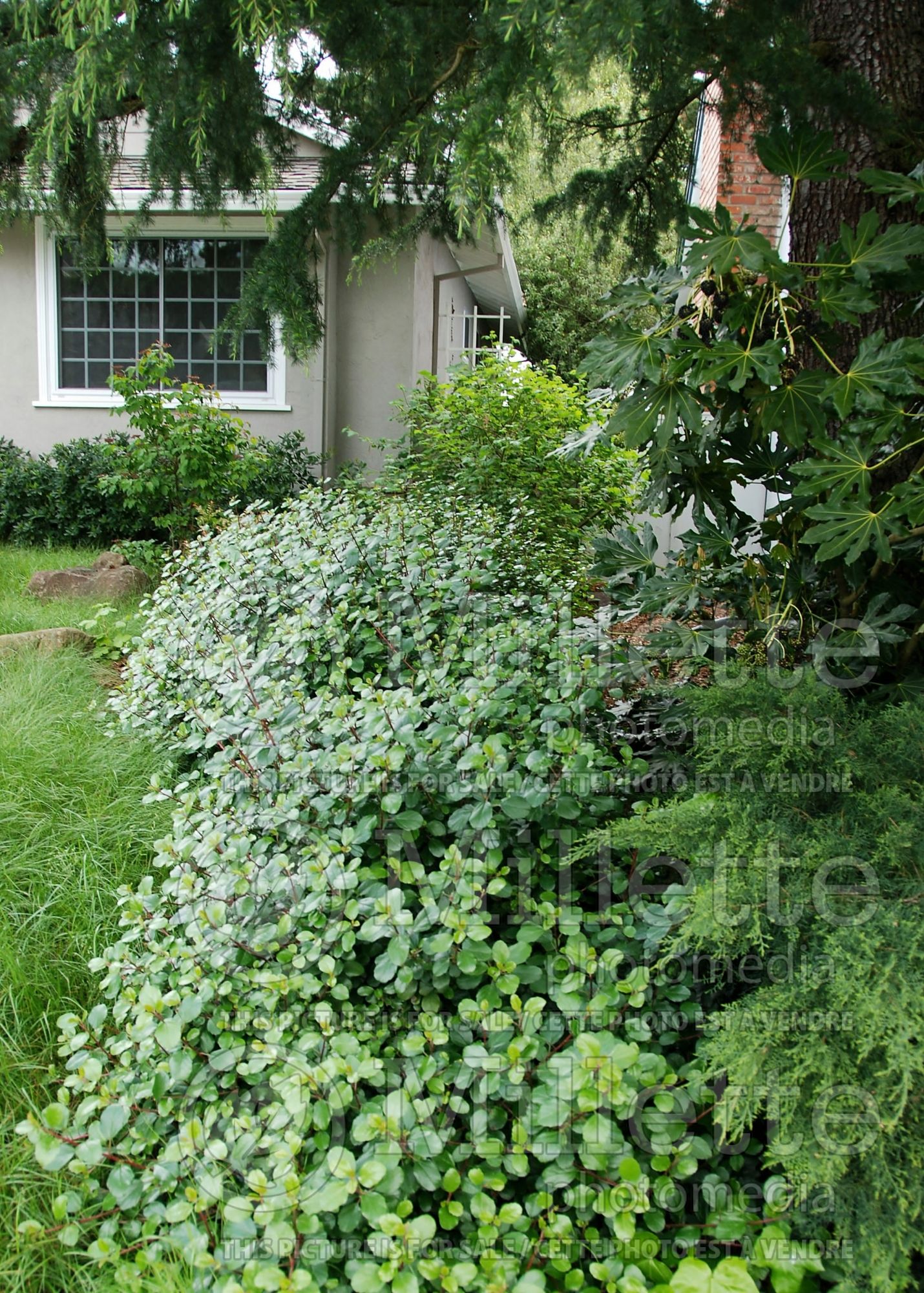 Ribes viburnifolium (Catalina currant Gooseberry) 4