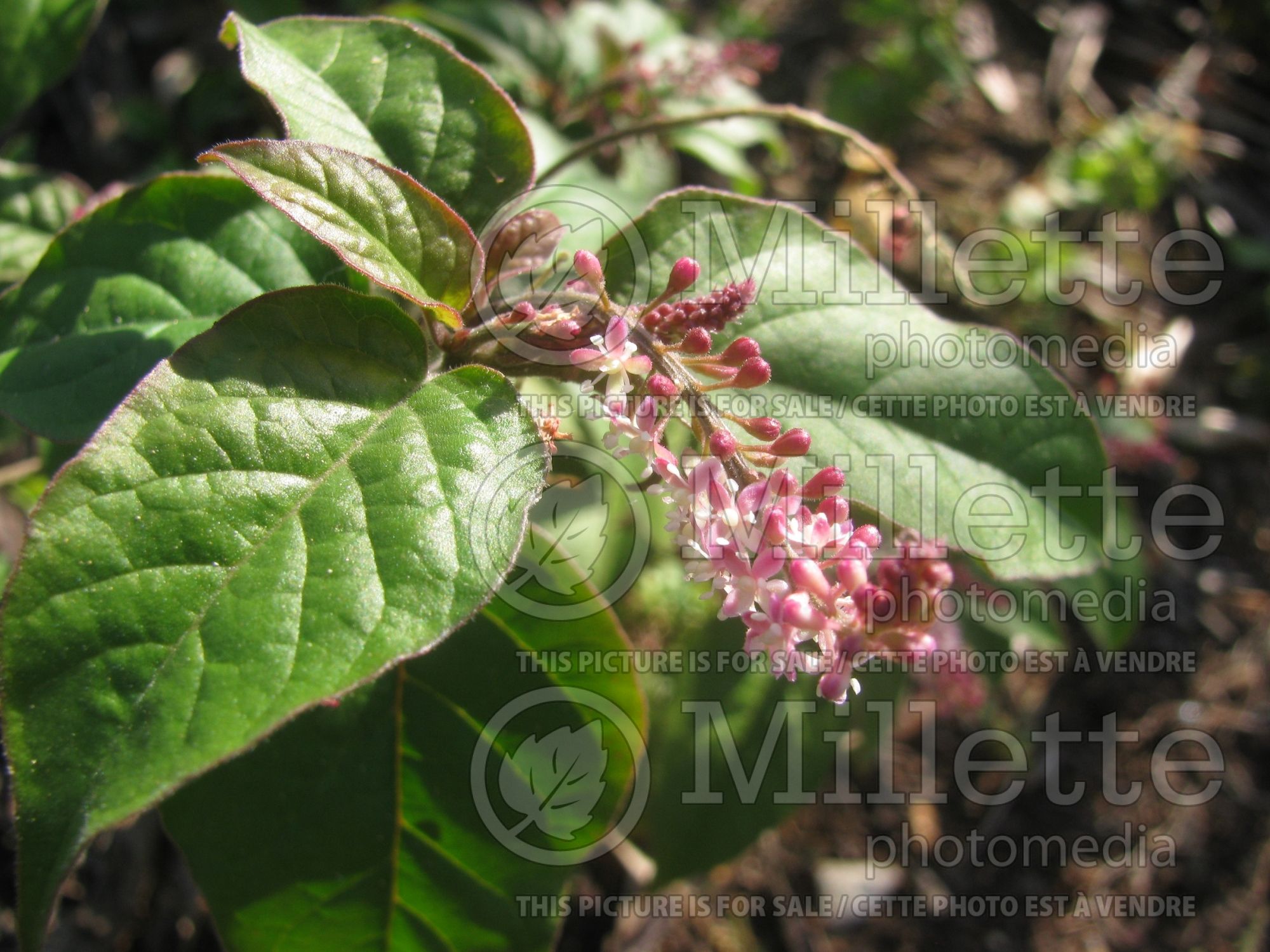 Rivina humilis (Pigeonberry, Rouge Plant, Baby-peppers, Bloodberry) 4