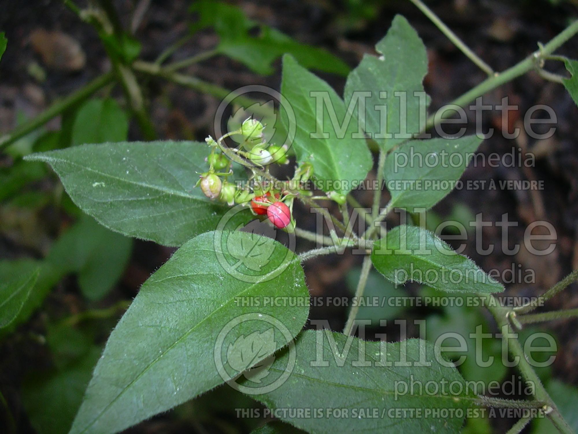 Rivina humilis (Pigeonberry, Rouge Plant, Baby-peppers, Bloodberry) 5