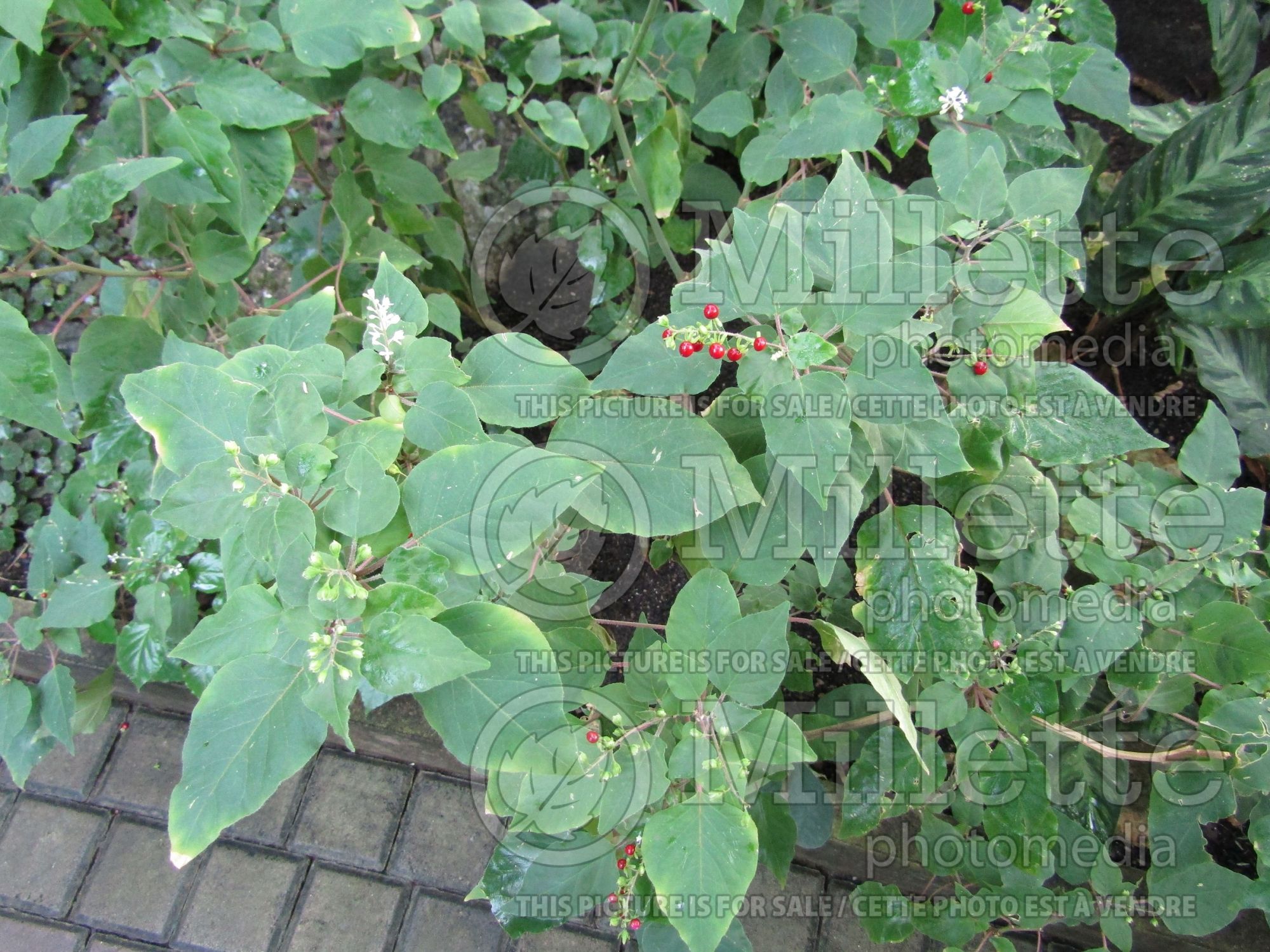 Rivina humilis (Pigeonberry, Rouge Plant, Baby-peppers, Bloodberry) 3
