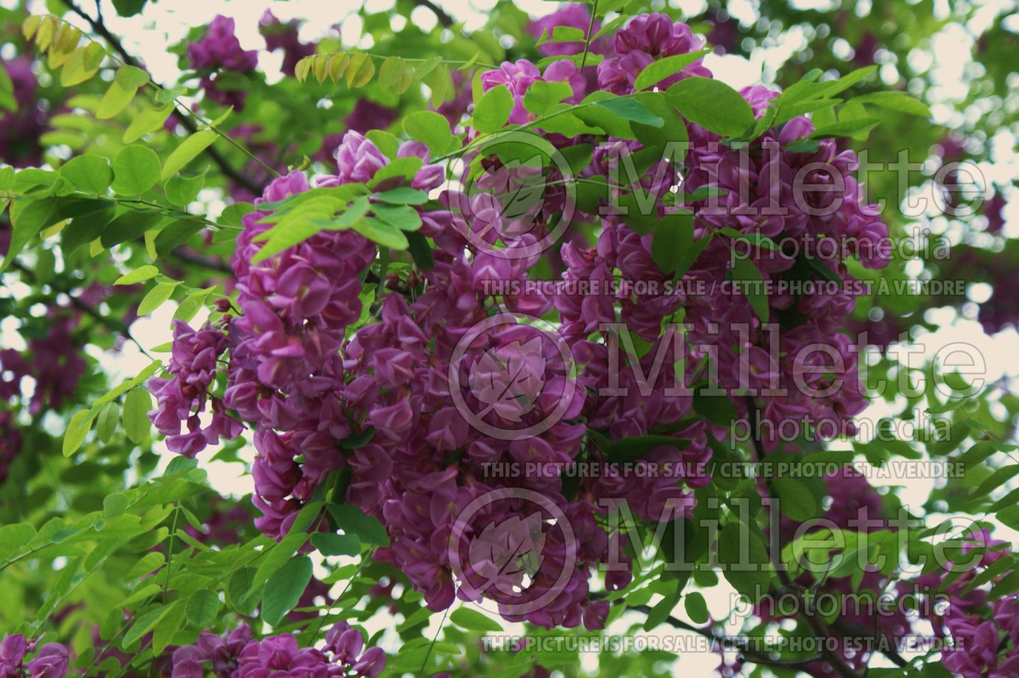 Robinia Purple Robe (Black Locust) 4