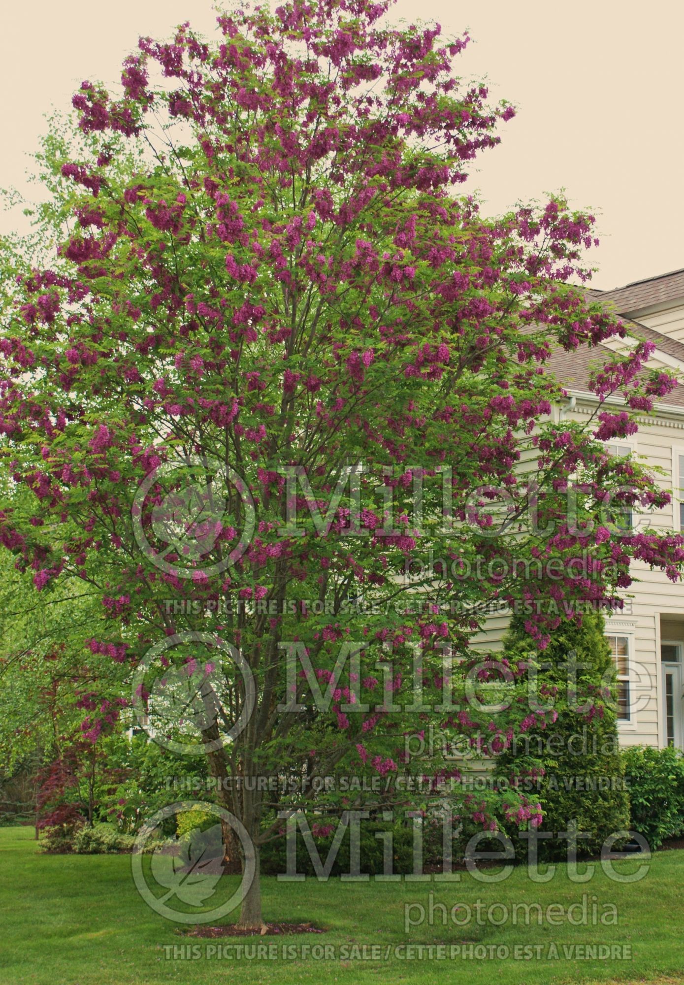 Robinia Purple Robe (Black Locust) 5