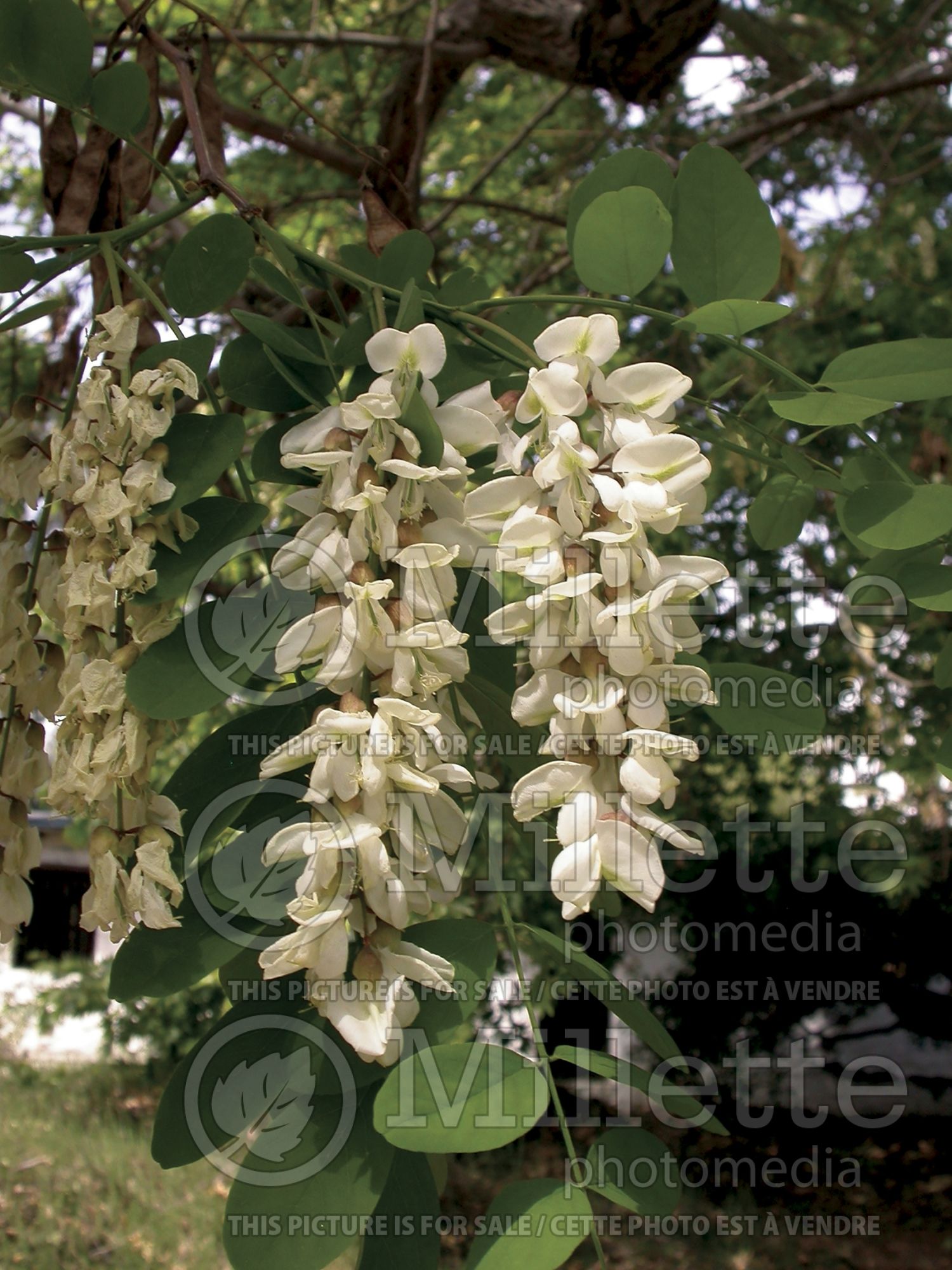 Robinia pseudoacacia (Black Locust) 5