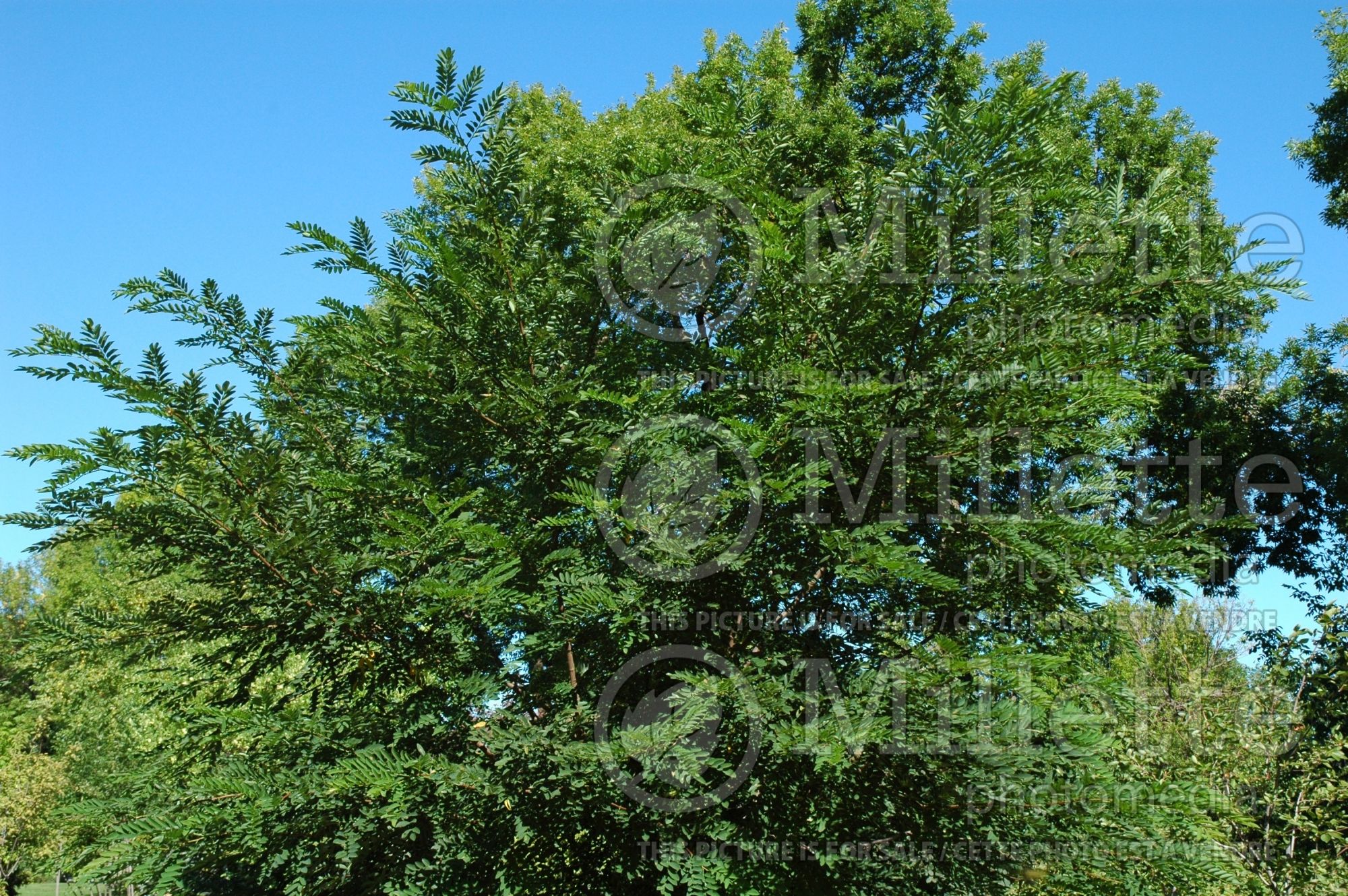 Robinia Hillieri (Pink False Acacia Tree) 1