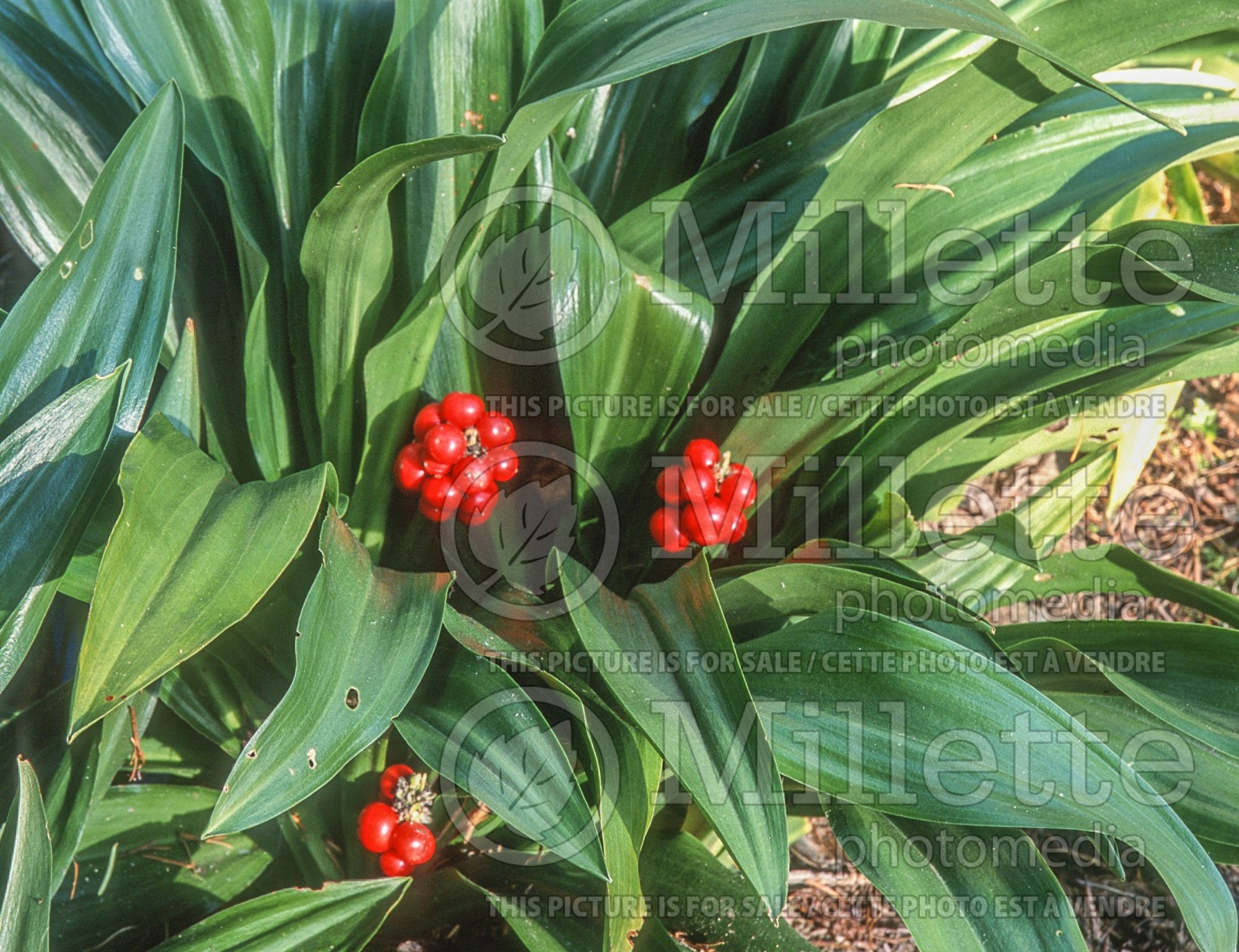 Rohdea japonica (Japanese Sacred Lily) 2