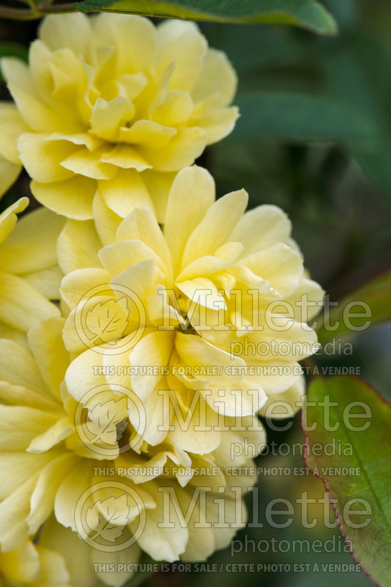 Rosa Lutea (Rambling Rose) 1