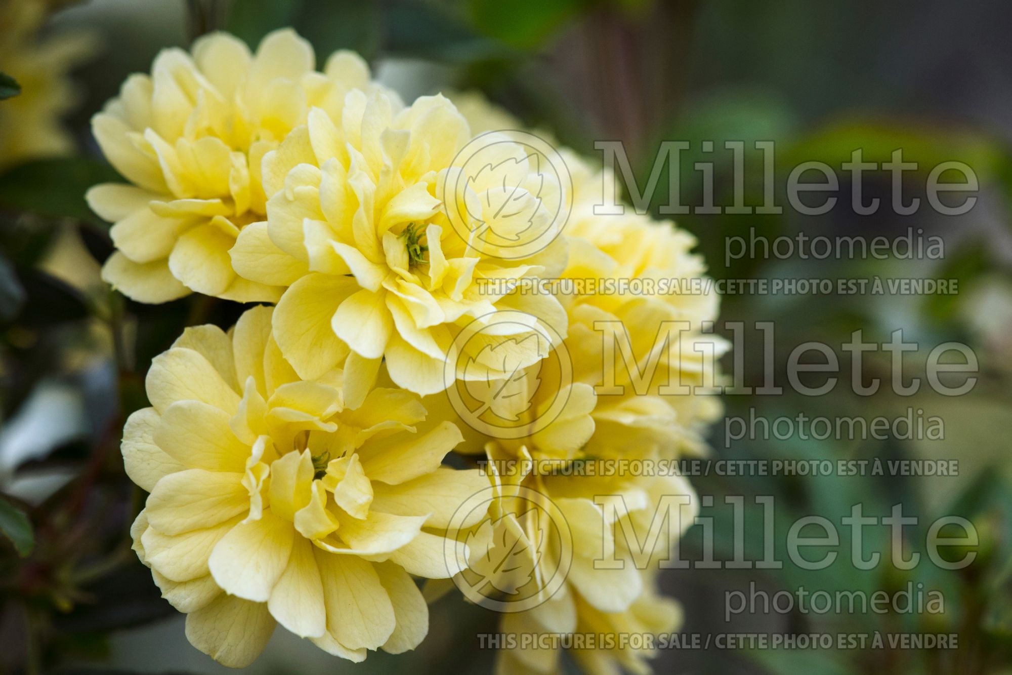 Rosa Lutea (Rambling Rose) 2