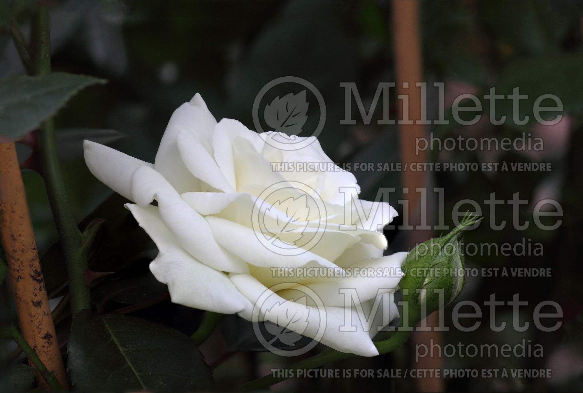 Rosa Blanche Colombe (Climbing Rose) 1