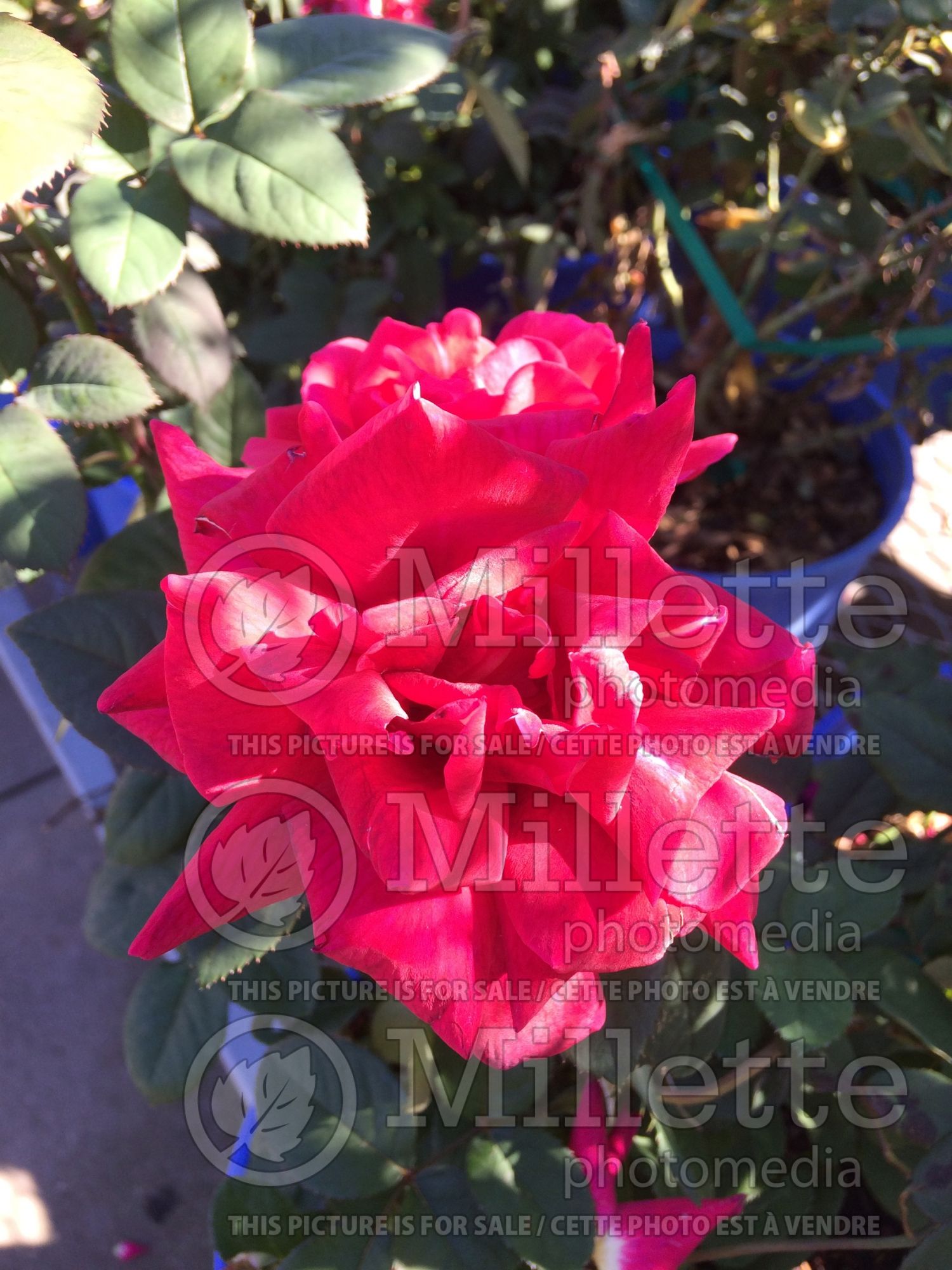Rosa Chrysler Imperial (Hybrid tea Rose) 3