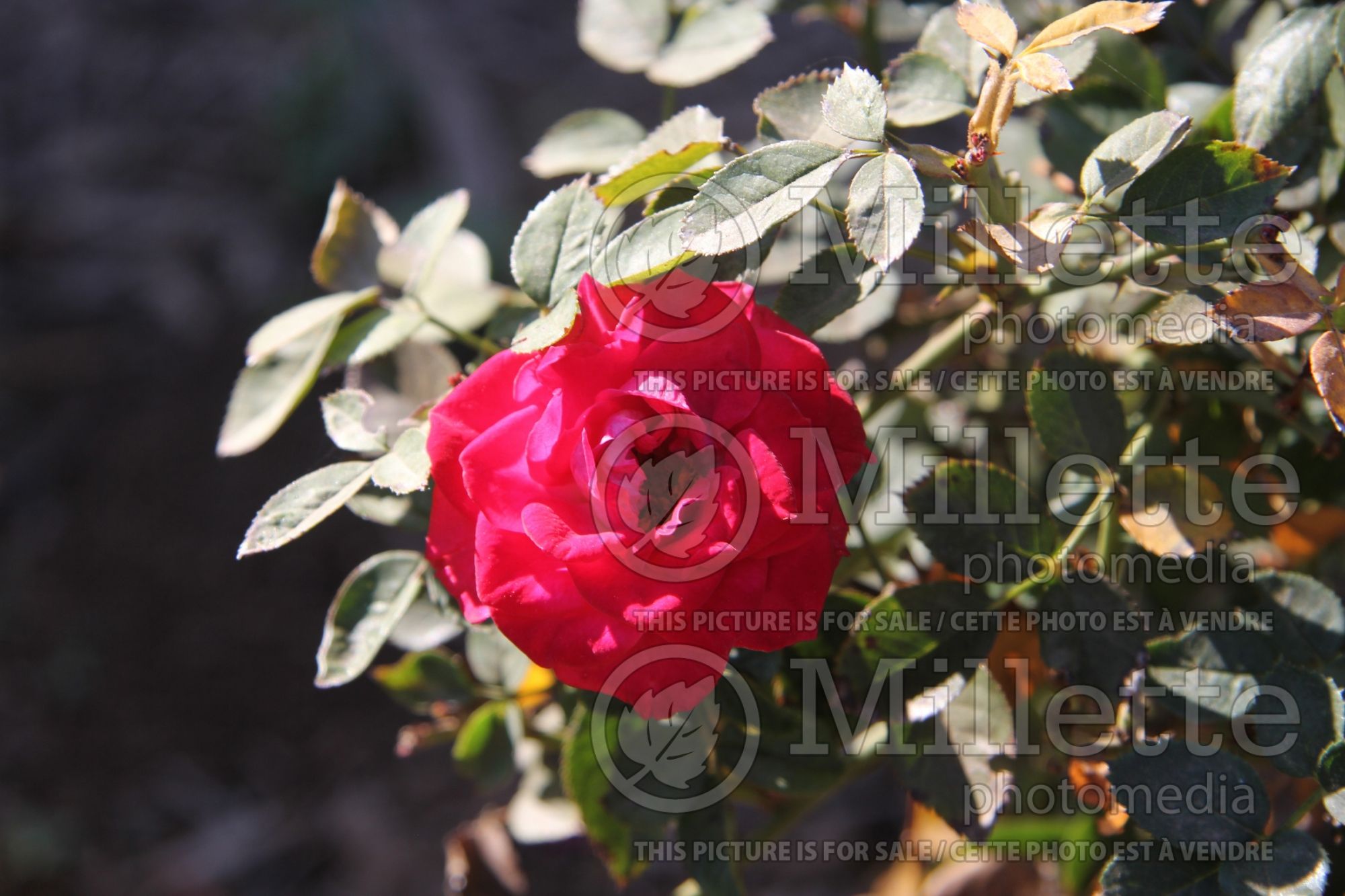Rosa Daddy's Little Girl (Miniature Rose) 1