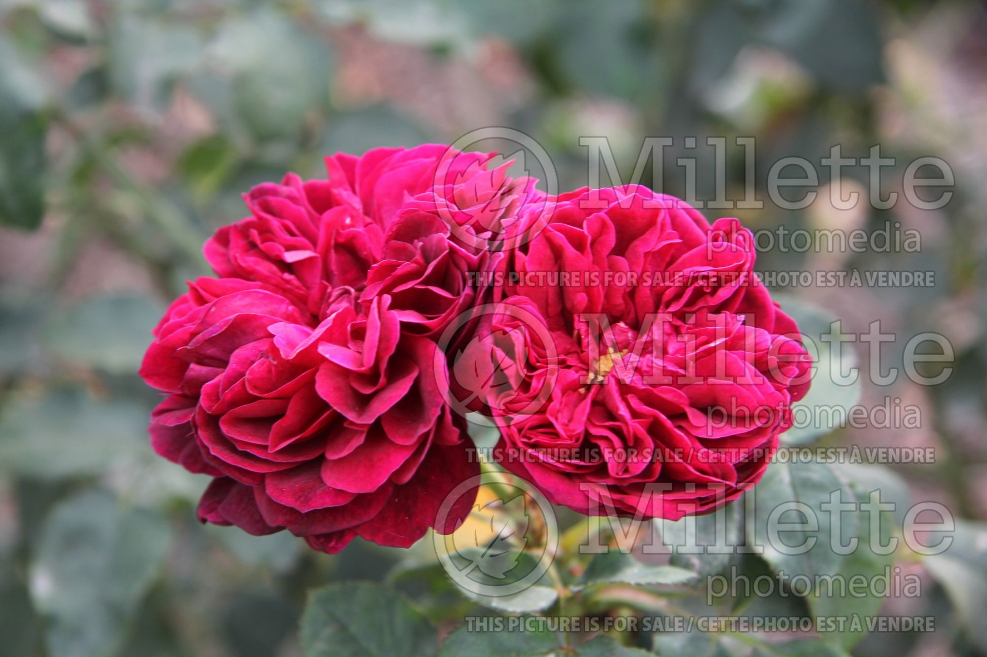 Rosa Darcey Bussell (Shrub Rose) 2