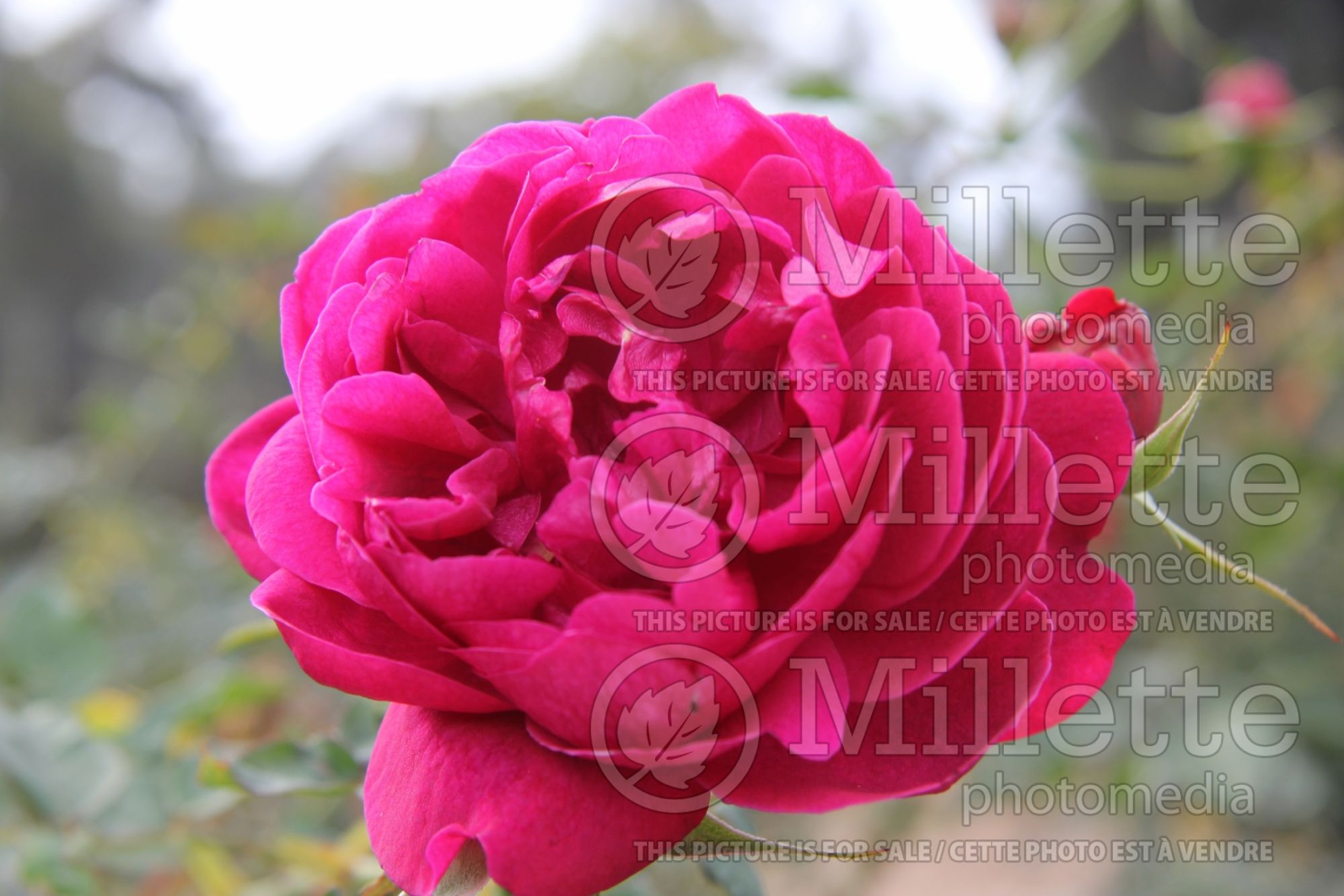 Rosa Darcey Bussell (Shrub Rose) 3