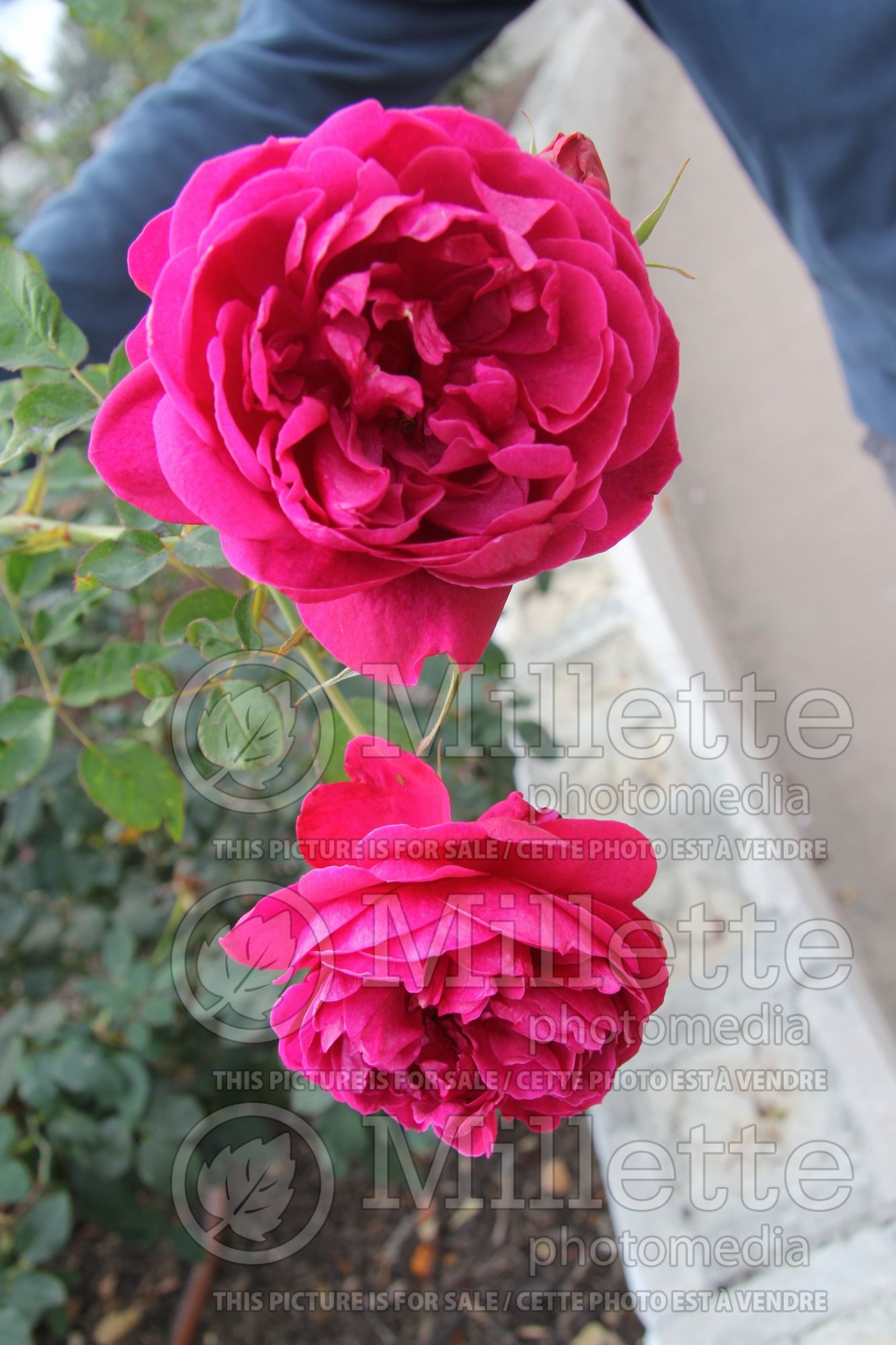Rosa Darcey Bussell (Shrub Rose) 4